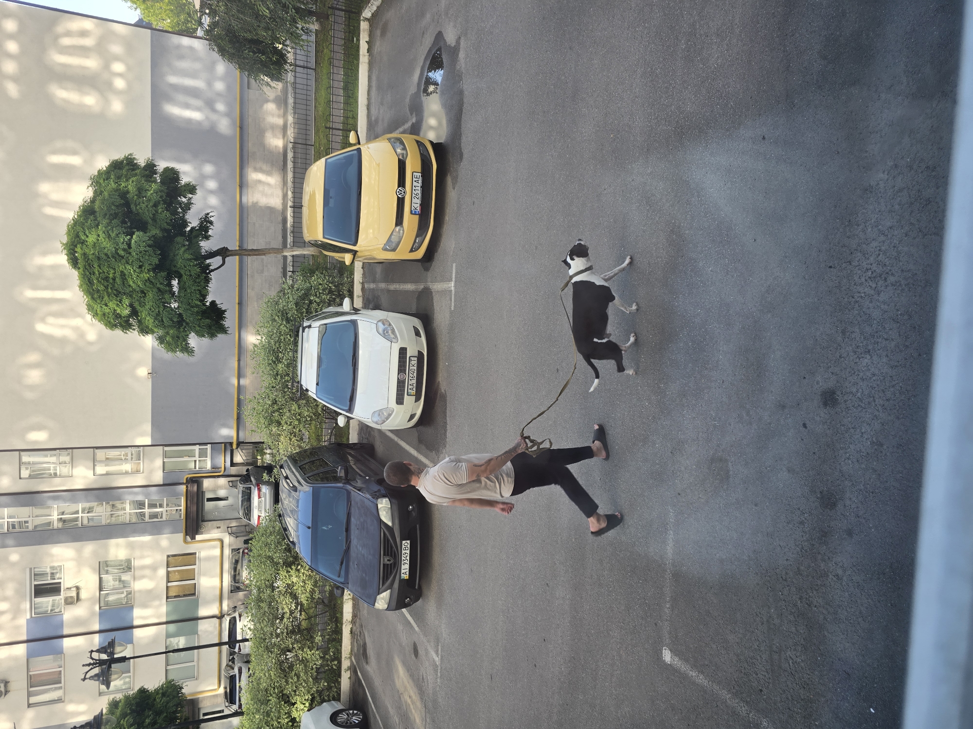 A man walks a dog on a leash in a parking lot in front of a multi-story building. The man is wearing a grey polo shirt, black pants, and black flip-flops. He has tattoos on his arms. The dog is a black and white pitbull or similar breed. The parking lot is paved and marked with white lines. There are several cars parked in the lot, including a dark colored van, a white hatchback, and a yellow Volkswagen. The building behind the parking lot is light-colored with blue accents and many windows. A large, leafy green tree is in front of the building. The scene is set in Petropavlivska Borshchahivka, Ukraine.