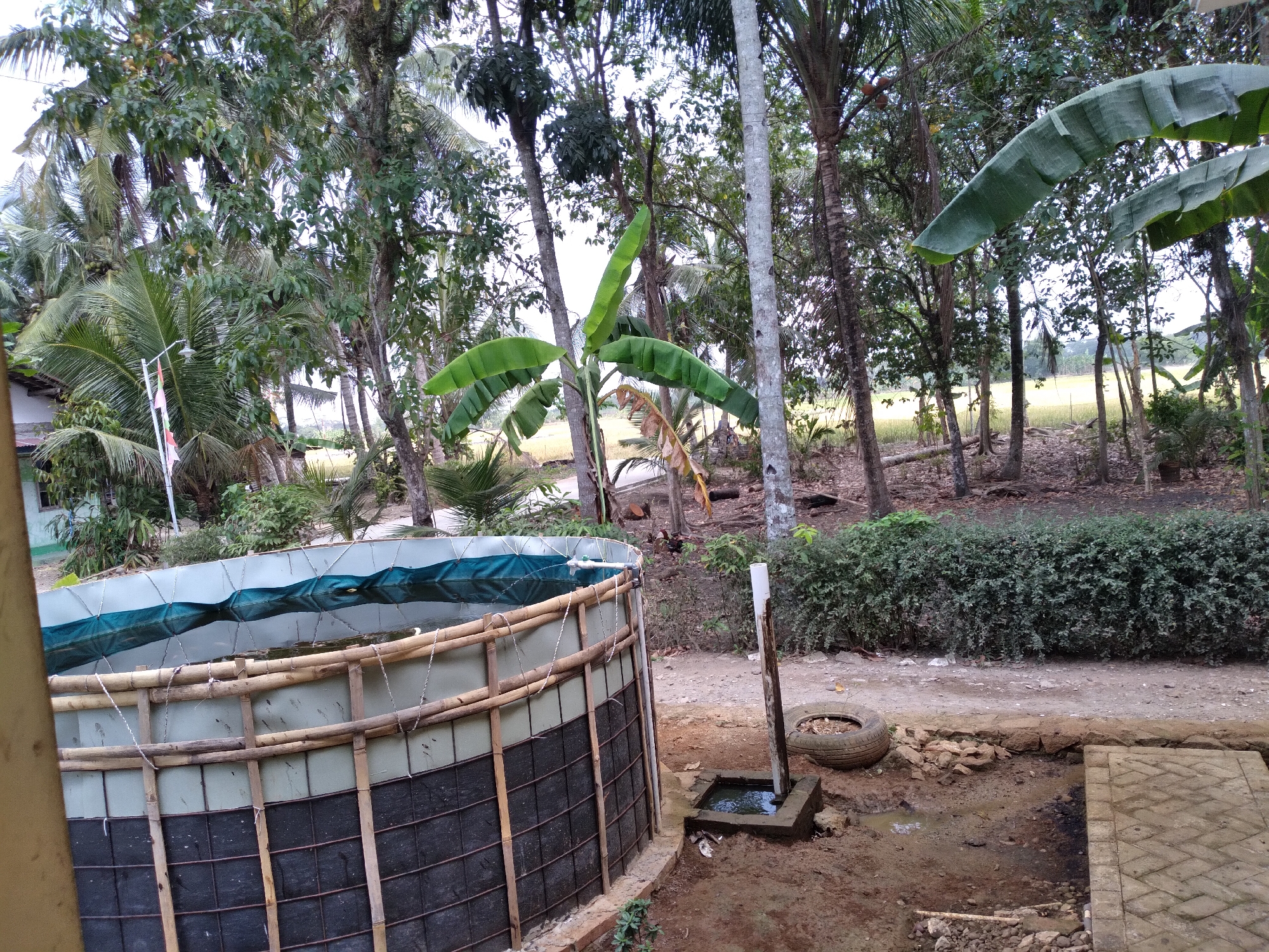 In Pandak, Indonesia, a circular pond constructed with a bamboo frame and mesh netting is visible. The pond is lined with a light green material and topped with a blue tarp. A pipe extends from the pond's edge, feeding water into a small concrete basin on the ground. Nearby, a discarded tire rests on the muddy soil. The background is filled with lush vegetation, including palm trees and other tropical plants, suggesting a rural or semi-rural setting. A small building with a light green facade is partially visible on the left side of the image. The ground around the pond is a mix of dirt, sand, and scattered rocks. The scene appears to be outdoors, with natural light illuminating the area.