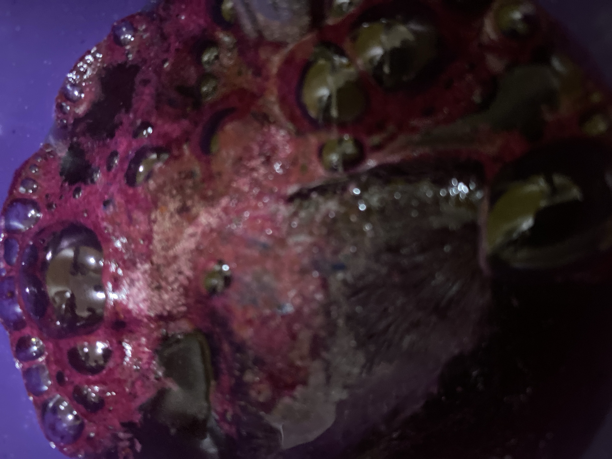 The image shows a close-up view of a dark purple liquid with visible bubbles, against a light purple background. The liquid appears viscous and textured, with areas of darker, opaque material interspersed with lighter, translucent sections. The bubbles are spherical and reflect light, creating a glossy appearance. The overall impression is abstract and macro, focusing on the surface of the liquid and its chemical or biological properties, rather than a specific location or object. There are no discernible people or actions taking place. The image is devoid of any contextual information that would indicate its location in a city or any specific environment.