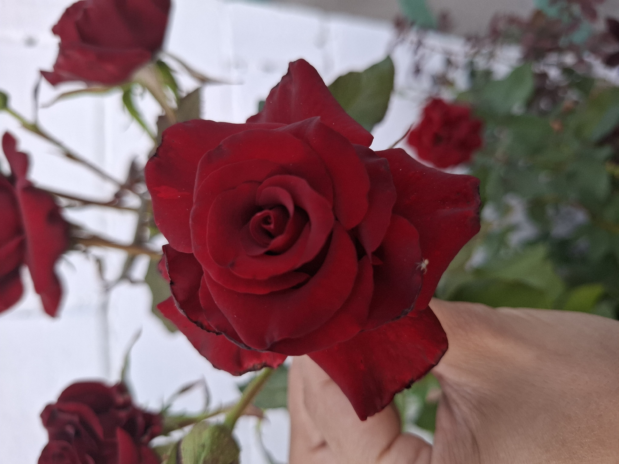 A close-up shot shows a cluster of deep red roses in an outdoor setting. The most prominent rose is in the foreground, held by a person's hand, with its velvety petals unfurling in a spiral pattern. Some petals exhibit slight browning at the edges. Behind this rose, other red roses are visible, some in focus and others blurred, suggesting a rose bush. The background is indistinct, with hints of greenery and a pale, possibly overcast sky. A white brick wall or fence is faintly visible in the upper right portion of the image. The scene appears to be in a garden or yard. The specific location in Dubăsarii Vechi, Moldova, is not visually ascertainable from the image itself.