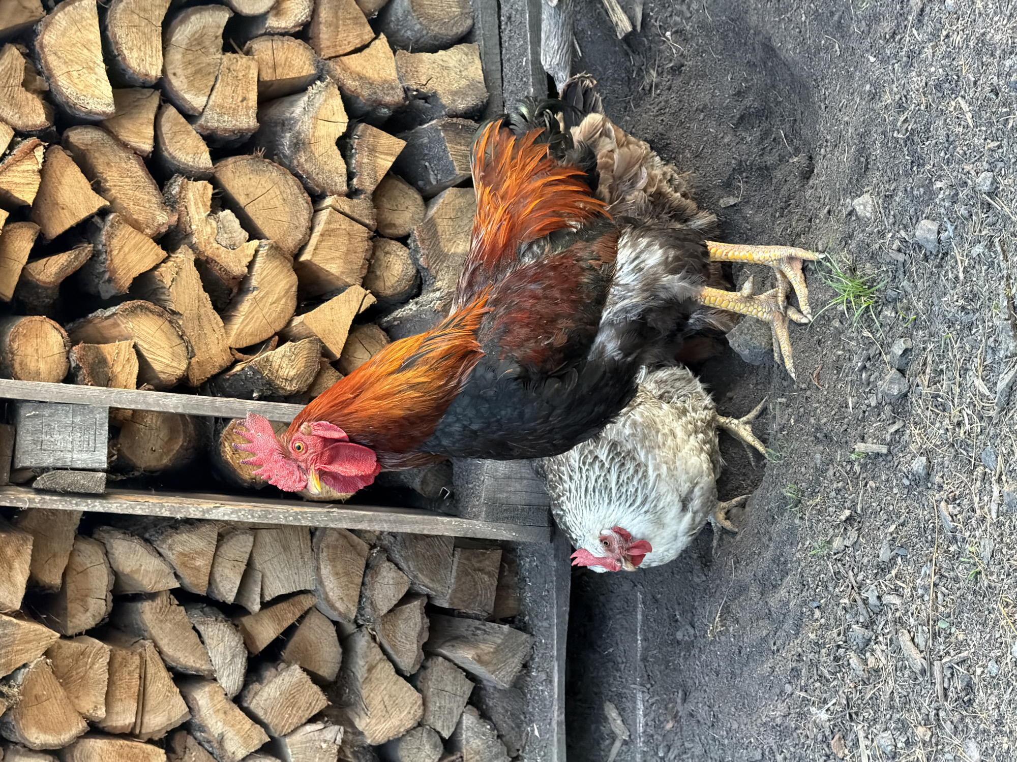 The image depicts a rooster and a hen standing on a dirt ground in front of a stacked pile of firewood. The rooster, in the foreground and to the right, is predominantly dark with iridescent orange and red feathers on its back and tail. It has a bright red comb and wattle. The hen, to the left and slightly behind the rooster, is lighter in color, with a speckled white and grey plumage, and also has a red comb and wattle. The firewood is neatly stacked, forming a textured backdrop. The ground is a mix of soil, small stones, and scattered dry grass. The lighting suggests it is daytime, possibly late afternoon due to the warm tones. The scene is likely a rural or semi-rural setting.