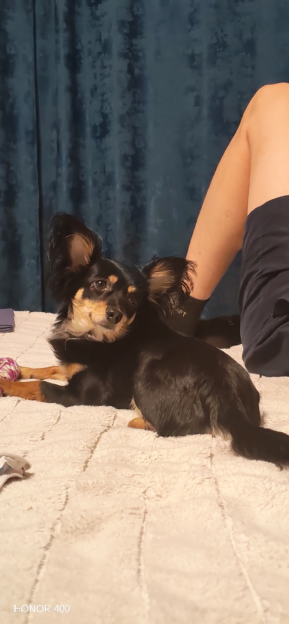 This media file captures an indoor scene, likely in Noviy, Russia, featuring a small dog and a person.
The main subject is a black and tan long-haired dog, resembling a Papillon or a long-haired Chihuahua mix, lying on a light-colored, fluffy blanket or bedspread. The dog has prominent, erect, and feathery ears. Its head is turned towards the left, looking directly at the viewer with an attentive and curious expression. The dog's front paws are extended forward, and a small, multi-colored (purple and white) braided toy is visible near its left paw. Its fur is shiny and well-groomed.
In the upper right portion of the image, the bare legs of a person are visible, wearing dark shorts and dark ankle socks. The person appears to be seated or reclining next to the dog, with their leg slightly bent.
The setting appears to be a comfortable domestic space, possibly a bedroom or living room. The background consists of dark teal or deep blue curtains made of a heavy, velvet-like material, adding a soft, luxurious texture to the scene. The lighting suggests an indoor environment, potentially with artificial light, as there are no strong indications of natural daylight. To the far left, a folded purple cloth item is partially visible.
The activity depicted is one of relaxation or quiet companionship between the dog and the person. The dog seems calm and content.
In the bottom left corner of the image, the text "HONOR 400" is visible, indicating the device used to capture the photograph.