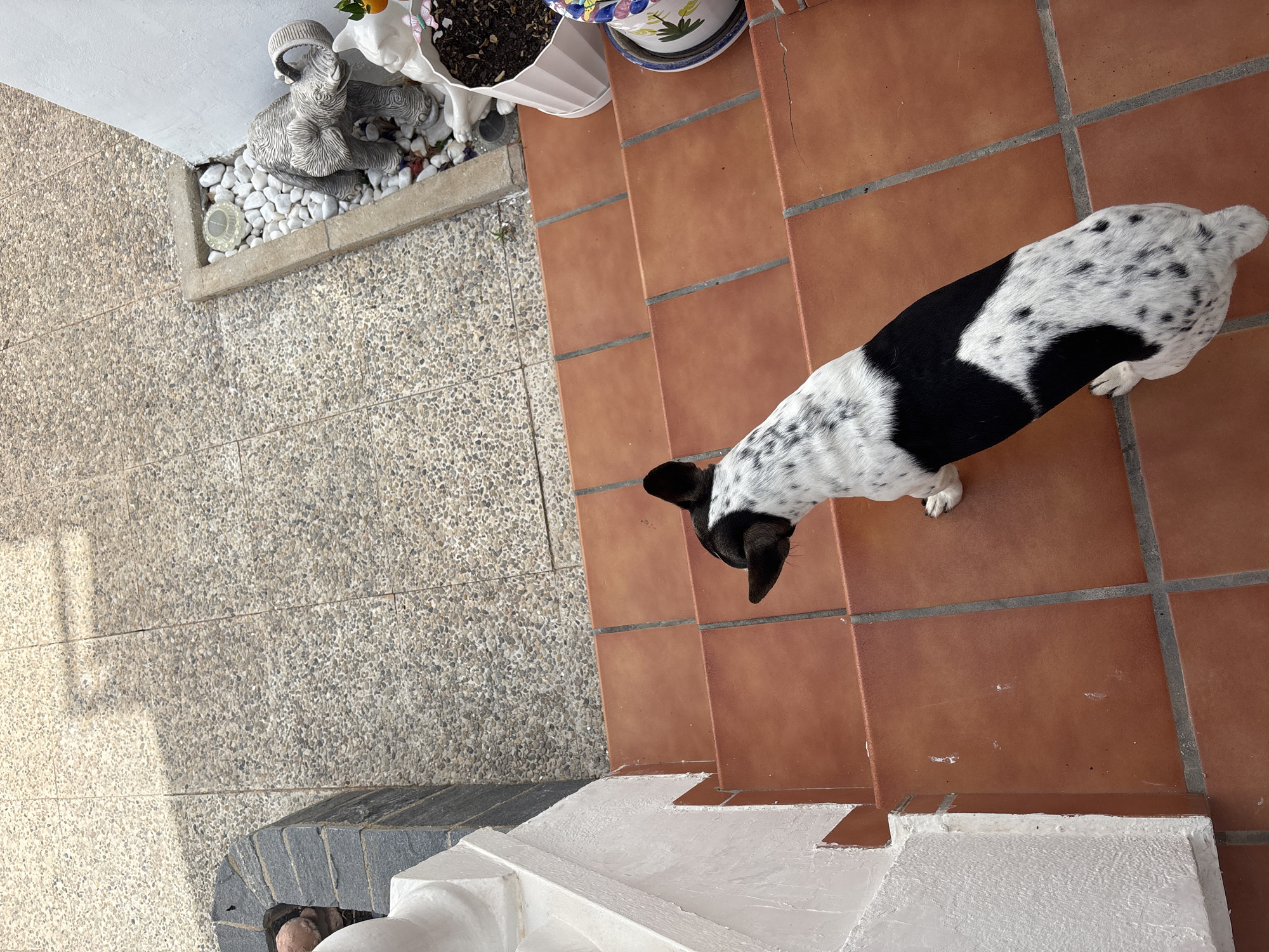 This image captures a dog with black and white patches standing on terracotta-tiled stairs. The dog is the primary subject, facing away from the camera and looking downwards. The setting appears to be an outdoor area, possibly a patio or garden, with the textured granite tiles to the left suggesting a walkway.
To the left of the dog, on a raised planter bed filled with white pebbles, are decorative garden ornaments. One appears to be a grey, stylized ram or goat figurine, and next to it is a white, angelic figurine. There are also a couple of potted plants, one with soil and greenery visible. A small, circular object, possibly a solar light, is nestled among the pebbles.
The terracotta tiles are a prominent feature, showing some signs of wear and a few scattered white marks. The lighting suggests it is daytime, with sunlight casting shadows, particularly visible on the granite tiles. The overall impression is a relaxed, everyday scene in a residential outdoor space. No text is visible in the image.
