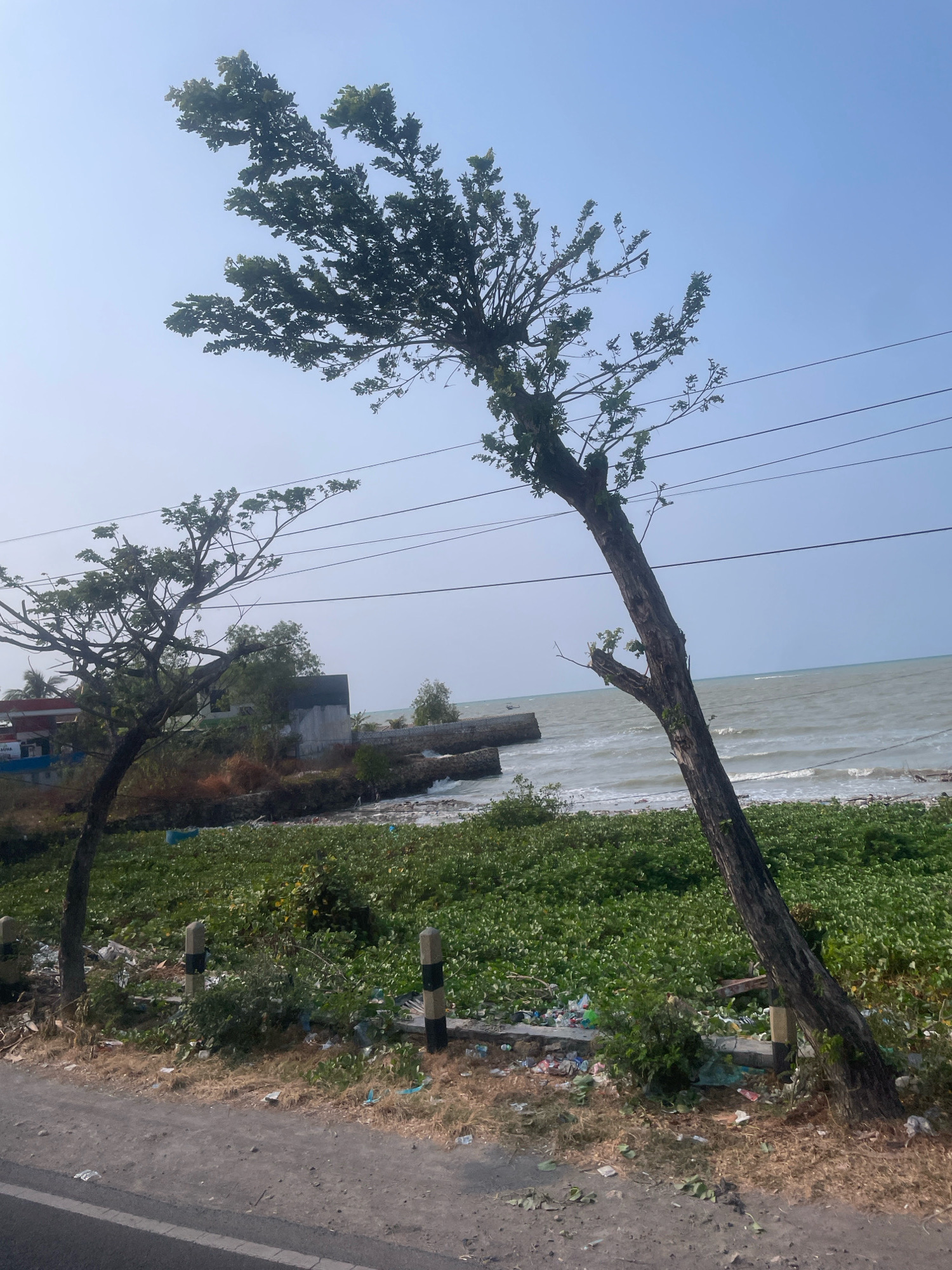 The image depicts a scene along the coastline in Camplong, Indonesia. Two trees, one significantly leaning to the right, dominate the foreground. The larger tree on the right has a thick, textured trunk and branches that extend upwards and to the left, reaching towards a clear blue sky. Its leaves are green and sparse in some areas. To the left, a smaller tree with a thinner trunk and more numerous branches stands with a slight lean.
Behind the trees, a body of water, likely the sea, stretches to the horizon. The water is choppy with visible waves. The coastline is lined with dense green vegetation, possibly water hyacinths, interspersed with debris, including plastic bottles and wrappers. A low concrete wall or barrier runs along the edge of the vegetation, separating it from a paved area.
In the background, several structures are visible. To the left, a building with red and white elements appears to be a gas station. Further inland, a larger building with a dark roof and light-colored walls is present. Beyond these, there are glimpses of other buildings and possibly some sort of harbor structure. Electrical wires are strung across the upper portion of the image. The ground in the immediate foreground is a dirt and asphalt road, showing patches of dry grass and scattered litter. The overall impression is a somewhat neglected coastal area. There are no people or animals visible in the frame.
