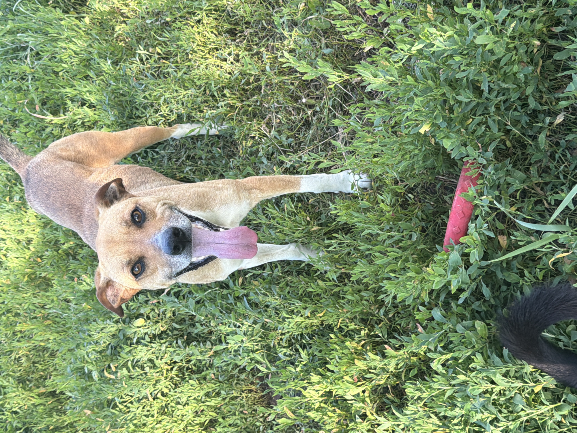 A tan and white dog stands in dense green vegetation, its mouth open and tongue hanging out. A red toy is visible in the grass in front of the dog. The dog's tail is not fully visible, but a fluffy black tail is in the lower left corner of the image, suggesting another dog is present but out of frame. The image was taken in Leningradskaya, Russia.