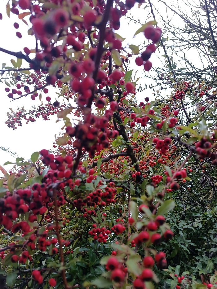 The image displays a close-up view of a plant, likely a shrub or small tree, densely covered with numerous small, spherical, red berries, located in Markkleeberg, Germany. The berries average 5-10mm in diameter, exhibiting a vibrant red hue; some berries feature darker, almost black, centers or apical areas. Visible water droplets adhere to the surface of many berries and the accompanying small, green leaves, indicating recent precipitation. Brown branches and twigs interlace the clusters of berries and foliage. In the background, an overcast, bright white sky is visible through natural gaps in the plant's structure, along with additional bare branches. No human figures, animals, or artificial structures are present in the frame.
