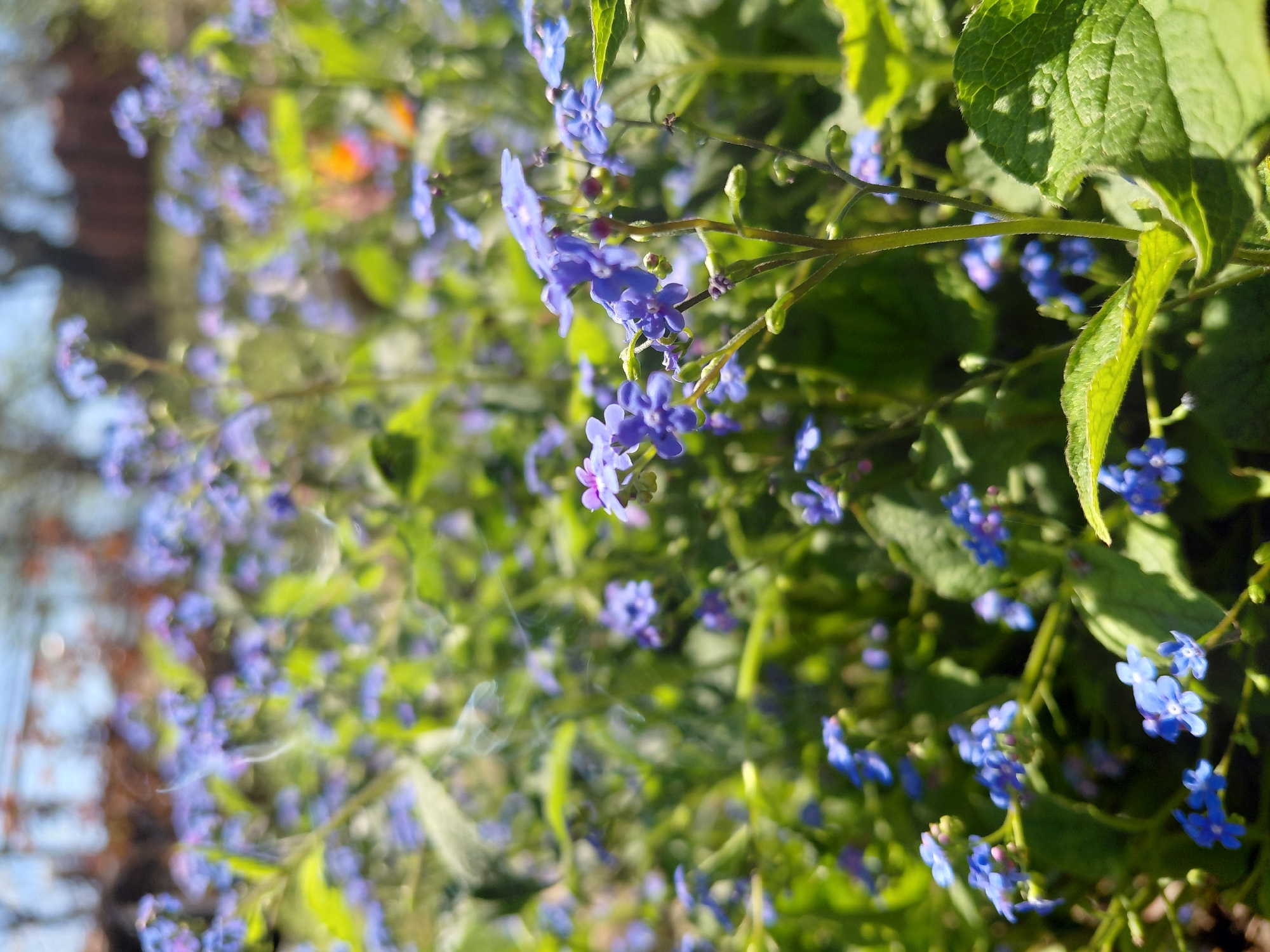 The image shows a close-up view of bright blue flowers amidst green foliage. The flowers are small and clustered, with some leaves and stems also visible. The background is blurred, showing hints of trees and possibly a building, suggesting an outdoor setting, possibly a garden or a park. The specific location in Samovodene, Bulgaria, cannot be determined with the image alone.