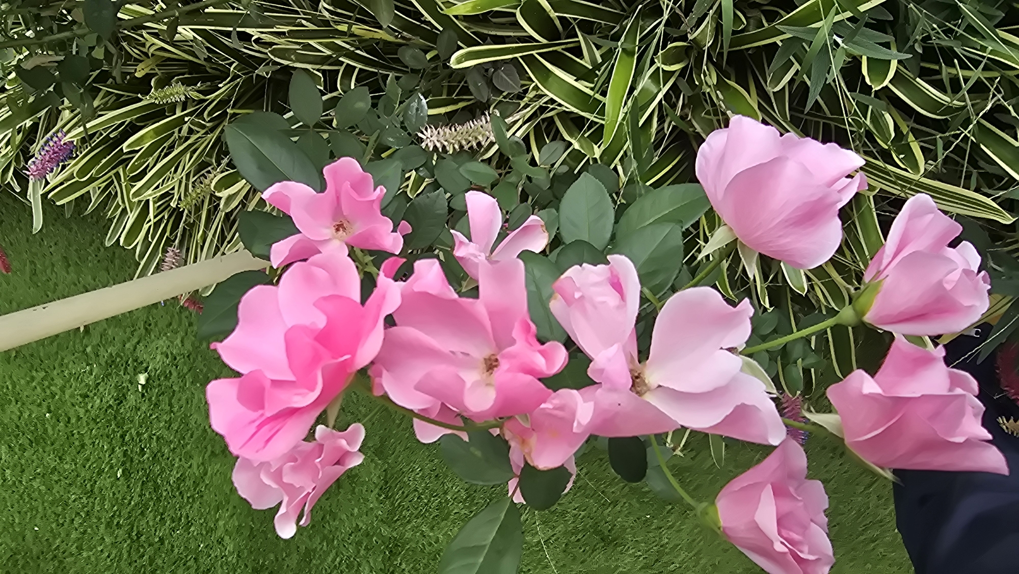 The image provides a vibrant, close-up perspective of a cluster of bright pink roses set against a backdrop of diverse green foliage, suggesting a meticulously maintained garden or landscaped environment, likely in Baturiti, Indonesia.
The primary subjects are numerous healthy pink roses in various stages of bloom. Some are fully open, displaying their delicate light to medium pink petals and visible stamens, while others appear as tight buds or partially unfurled flowers. Their fresh and vivid appearance dominates the foreground and mid-ground.
Behind and around the roses, two distinct types of green plants contribute to the lush setting. One features dense, dark green leaves, possibly belonging to the rose bush itself. The other plant is characterized by striking variegated leaves, long and narrow with alternating green and lighter, yellowish-green stripes, resembling an ornamental grass or bamboo species. Scattered within this greenery are small, spiky, light-colored inflorescences and a few clusters of tiny purple flowers, adding subtle detail.
In the lower-left and central portions of the image, a patch of artificial green turf is visible, suggesting a cultivated or exhibition space. A light-colored, cylindrical object, possibly a support pole for plants, extends horizontally across the turf in the mid-left. A small section of dark blue or black fabric, appearing to be a sleeve, is noticeable in the lower right corner, subtly indicating the presence of a person nearby, though no human figure is clearly depicted. The scene is illuminated by bright, natural daylight, enhancing the rich colors and freshness of the plants. There is no visible text.
