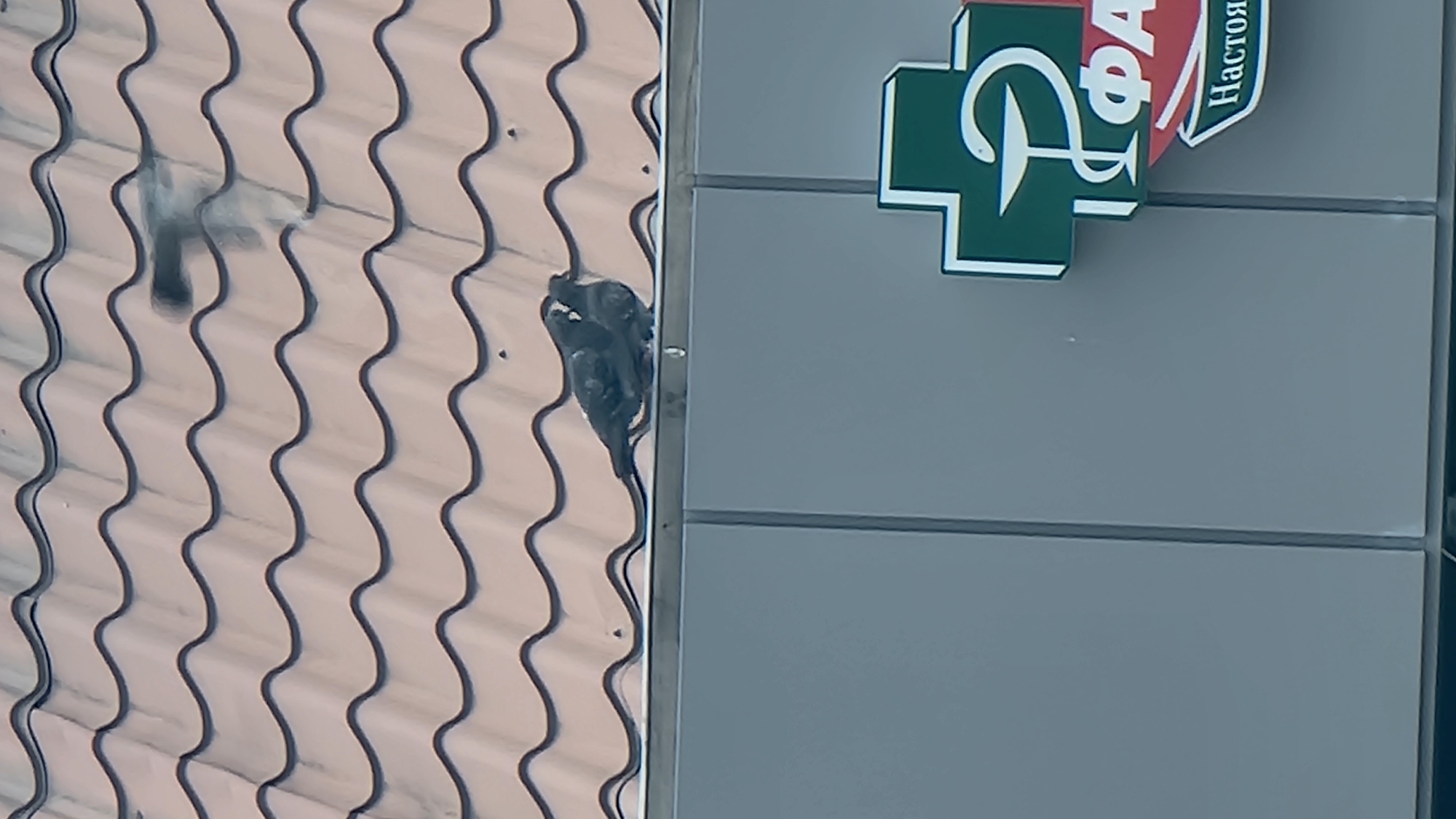 Two pigeons are perched on the edge of a roof, near a building with a sign that includes a green cross with a caduceus and text in Russian. The roof appears to be made of light brown, wavy tiles. The building is a light gray color.