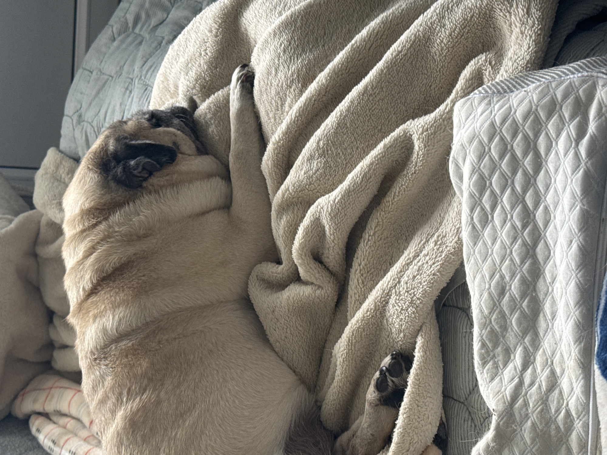 A fawn-colored pug is sleeping comfortably on a plush, cream-colored blanket. The pug's face is turned away from the camera, nestled into the blanket. Its body is rounded and relaxed, with one paw visible resting on the blanket. The pug is lying on a bed, with other blankets and pillows visible in the background, creating a cozy and comfortable environment. The lighting suggests it is daytime.