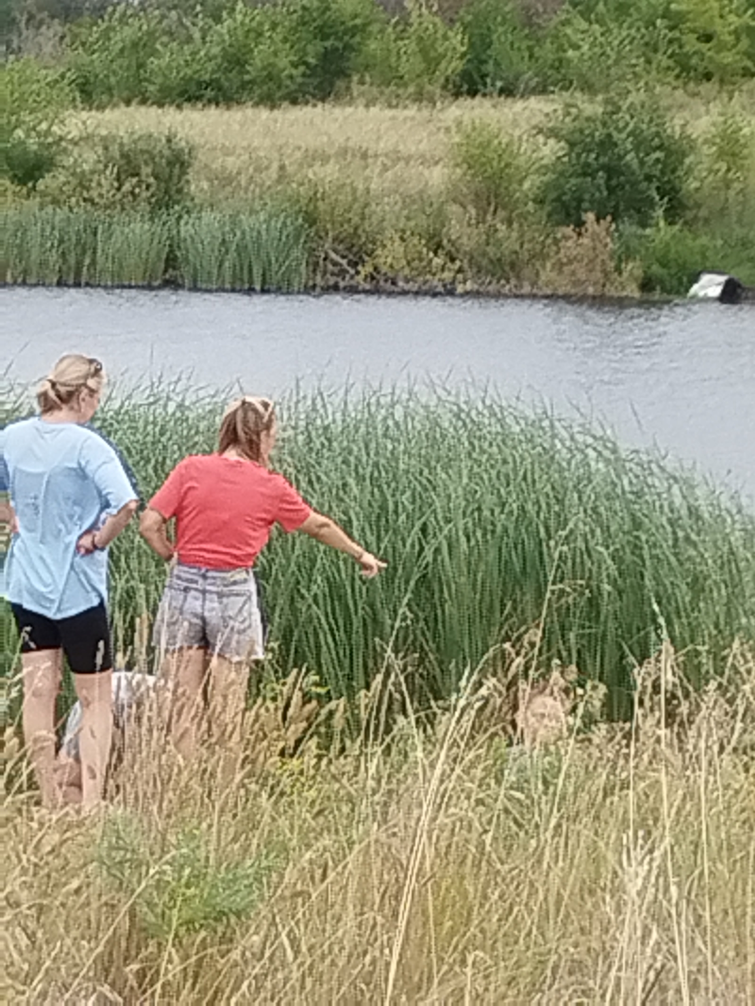 The image depicts two women standing near a body of water with tall grass in the foreground. The woman on the left wears a light blue t-shirt and black shorts. The woman on the right wears a red t-shirt and denim shorts, with her right arm extended pointing towards the water. A person's head is visible amongst the tall grass to the right of the two women, with their face partially obscured. The background shows a dense line of green reeds bordering the water, and beyond that, trees and vegetation. The scene is set outdoors, likely in a natural environment. There is no visible indication of the city of Parfenovka, Russia.