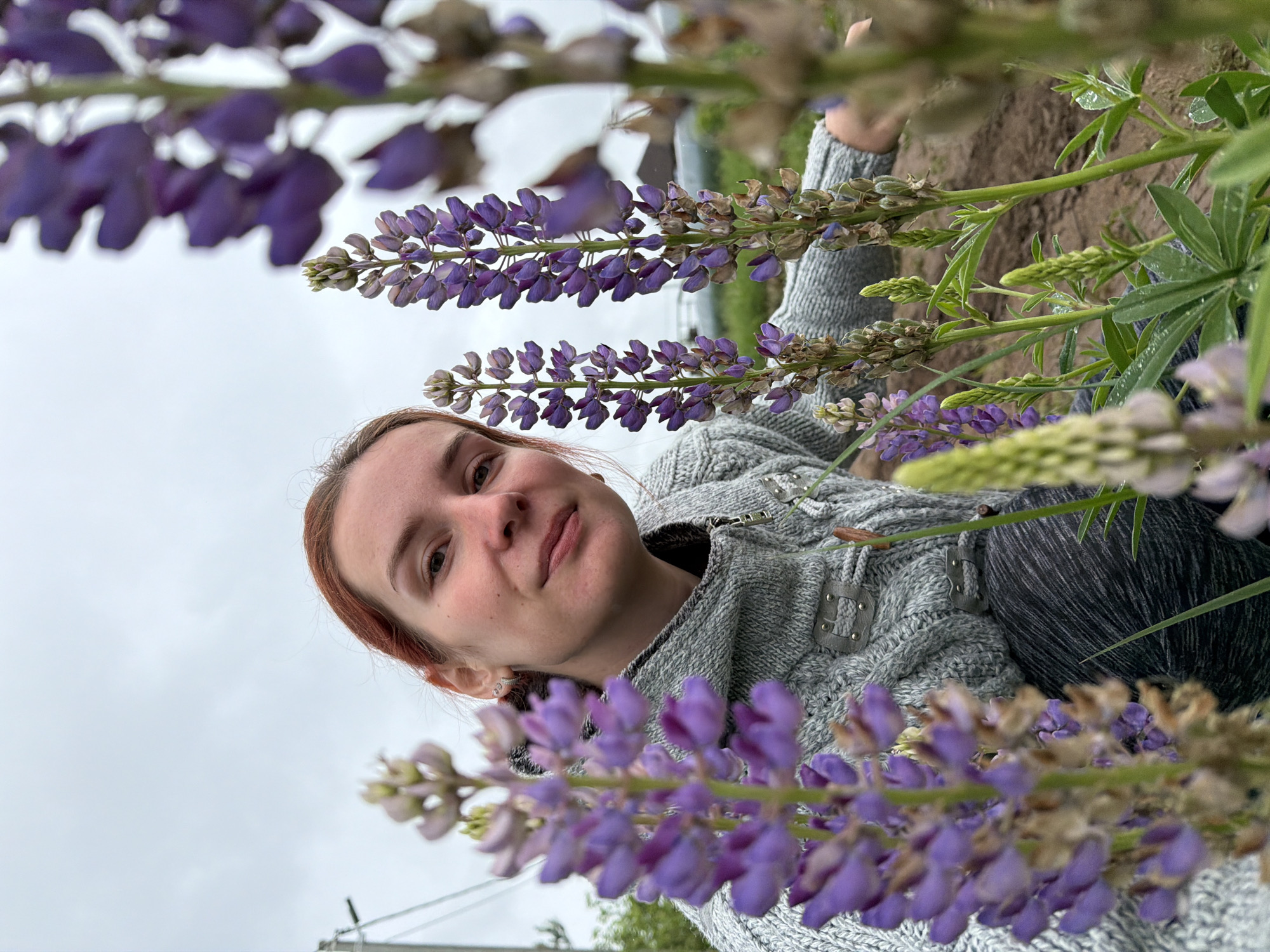 A woman with reddish-brown hair and fair skin poses among lupine flowers. She is wearing a gray knit sweater with a high neckline. The lupine flowers are arranged around her face and upper body, creating a frame around her. The flowers are primarily purple and lavender, with some showing signs of decay. The background is blurred, suggesting an outdoor setting. The sky is overcast. The location is Chaikovsky, Russia.