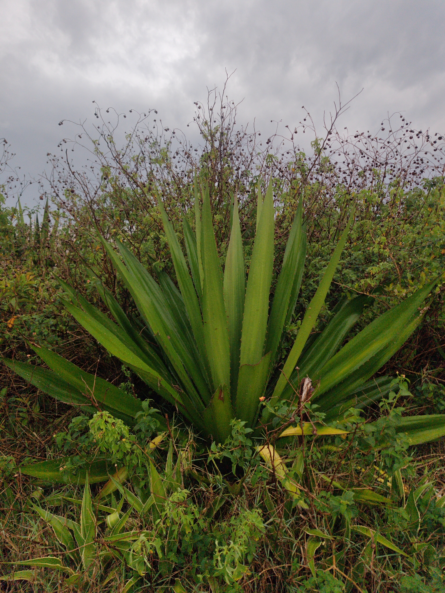 The image shows a large green agave plant surrounded by dense vegetation under a cloudy sky. The plant's leaves are long and pointed, radiating outwards. In the background, there are shrubs and dried flower stalks. The location is consistent with a natural or semi-natural setting, potentially within the city of Cam Ly - Da Lat, Vietnam. No people are visible. The scene is still and natural.