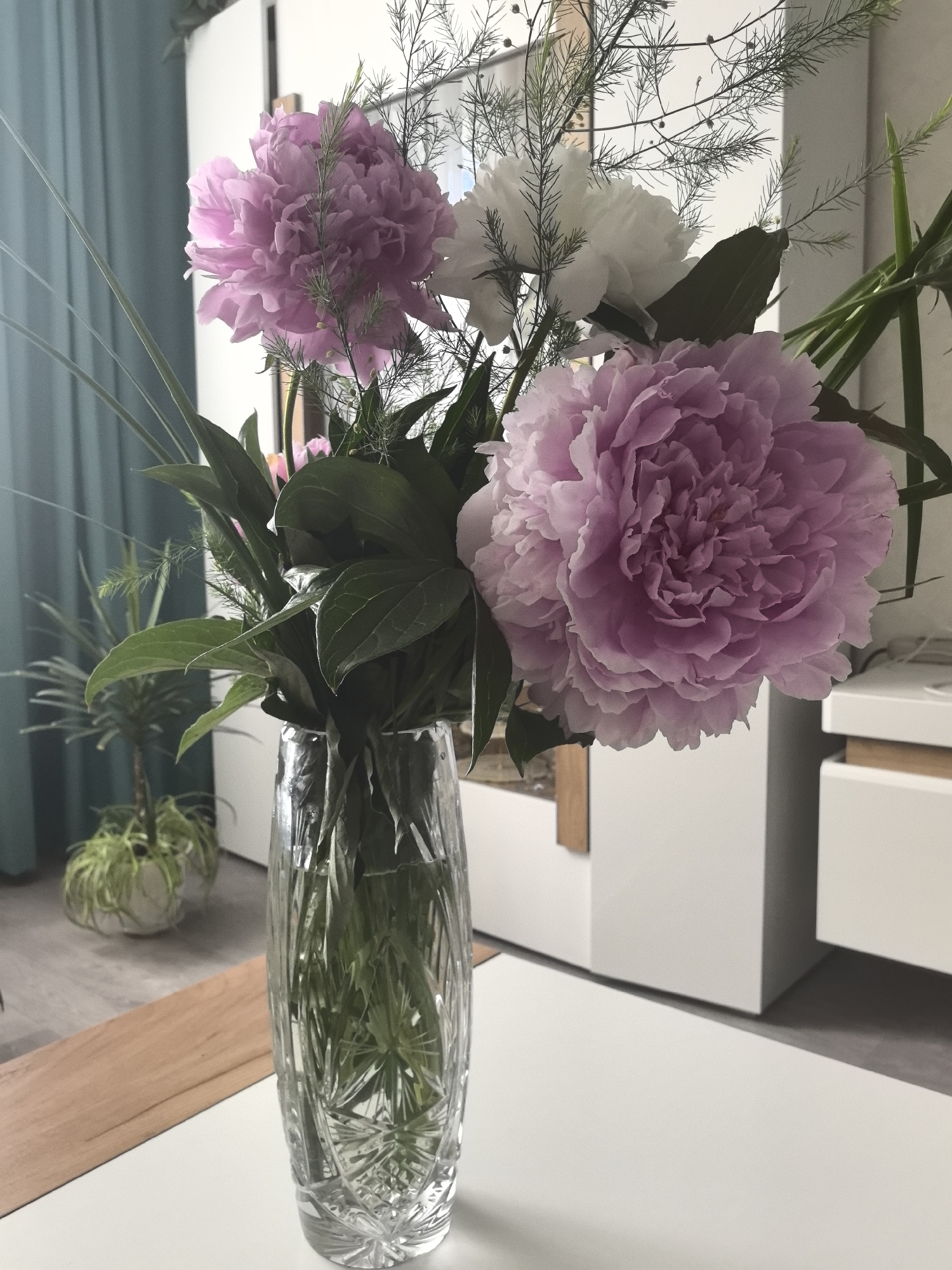 In a domestic interior, a crystal vase filled with water and greenery holds a bouquet of peonies. Two large, fully bloomed pink peonies are prominent, one in the foreground and another to the left. A white peony is also visible, partially obscured by the pink ones. The vase sits on a white table. In the background, a teal curtain drapes on the left, and a white cabinet with wooden accents is on the right. A potted plant with long, green leaves is placed in front of the cabinet. The lighting suggests an indoor setting, possibly a living room or dining area. There are no people or animals present in the scene. The location of this image is not specified as Ivanovo, Russia.