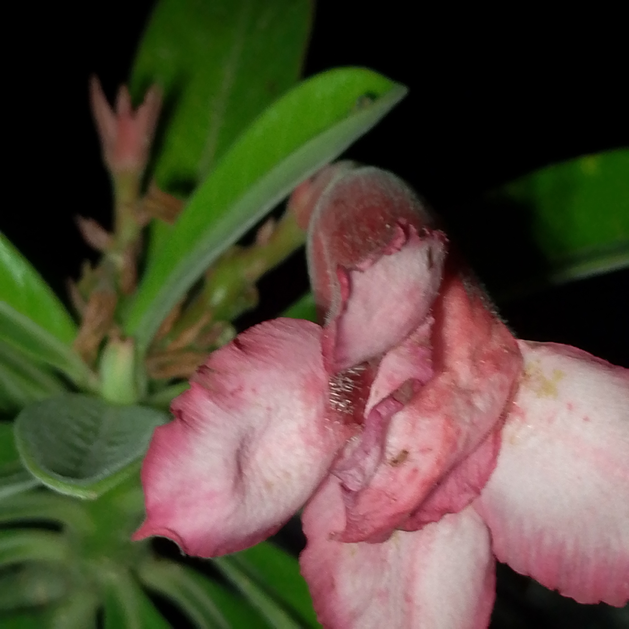 The image features a close-up of a pink and white flower, likely an Adenium obesum (desert rose), in partial bloom. The flower has ruffled edges and a mix of pink and white coloration. It appears slightly faded or weathered. Behind the flower, there is a cluster of green leaves and undeveloped buds, suggesting new growth. The background is a dark, out-of-focus void. The subject is presumed to be situated in Lhokseumawe, Indonesia. There is no evidence of people, specific objects beyond the plant, actions, or interactions. The environment is implied as being outdoors due to the presence of vegetation.