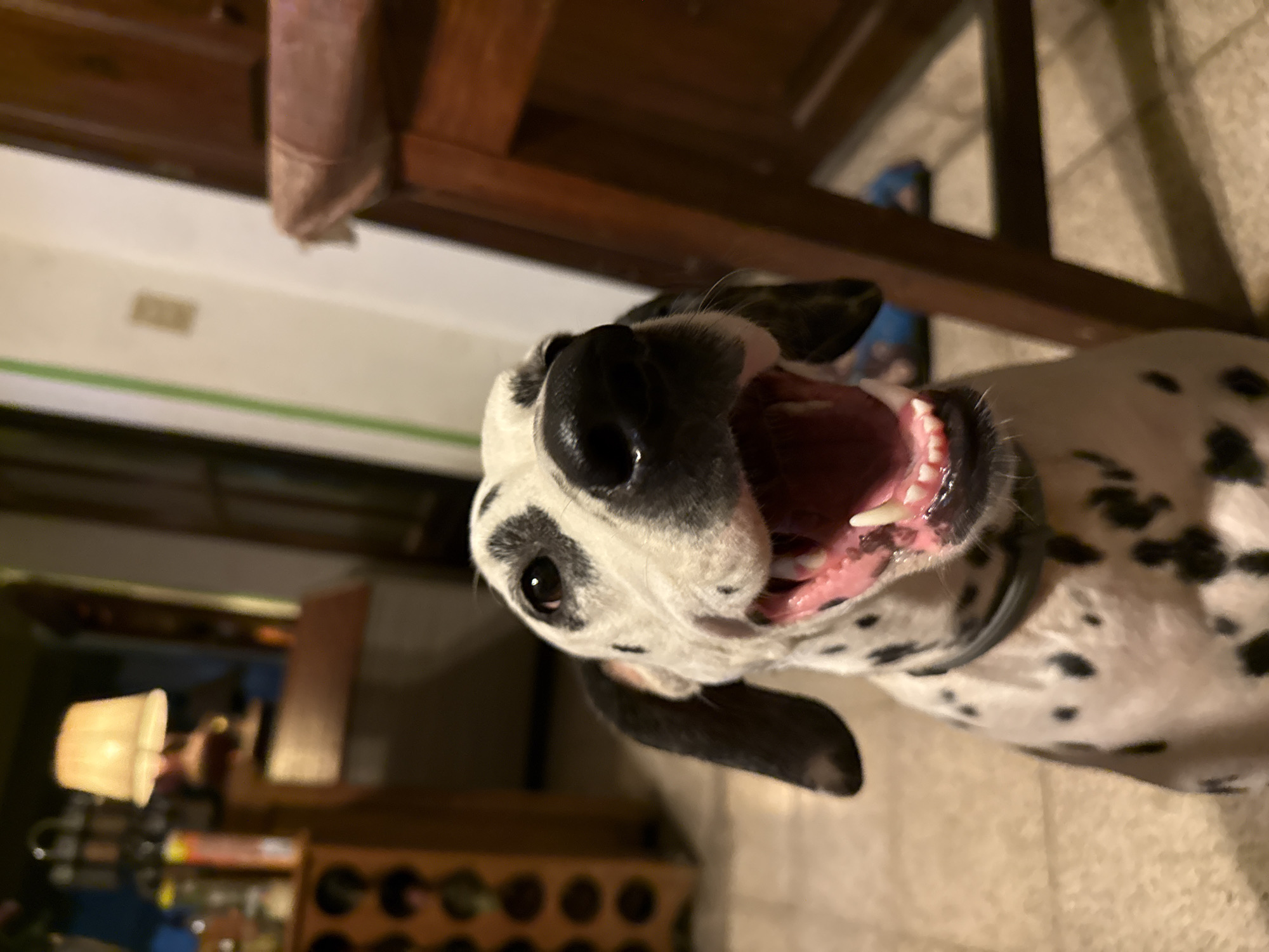 A Dalmatian dog, seen from a low angle, has its mouth open, revealing its teeth and pink tongue. The dog's fur is white with black spots. It is wearing a black collar. The floor beneath the dog is tiled. In the blurred background, a table or furniture piece is visible, along with a lit lamp and what appears to be a wine rack. The location is in a residential setting and the city of Xochitepec, Mexico.