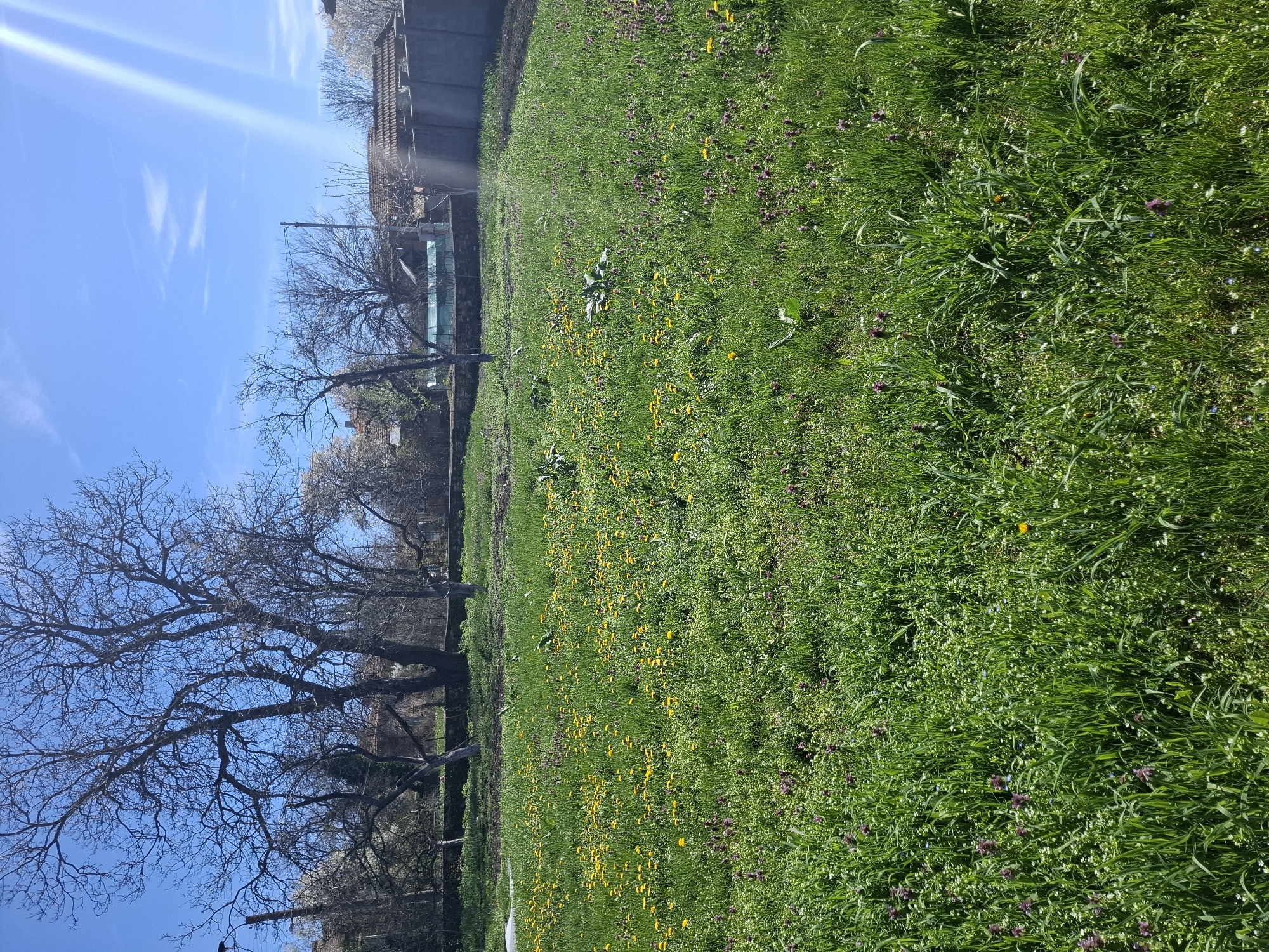 The image shows a field of green grass with scattered yellow dandelions and purple dead-nettle flowers. The grass is lush and appears to be recently mowed. There are several bare trees with intricate branches in the background. Beyond the trees is a building or structure with a concrete or stone wall. The sky is clear blue with some streaks of white clouds and sunlight. It is a daytime scene. Given the prompt specifics, it is presumed that the location is Gramada, Bulgaria, although there are no visual cues to confirm this.