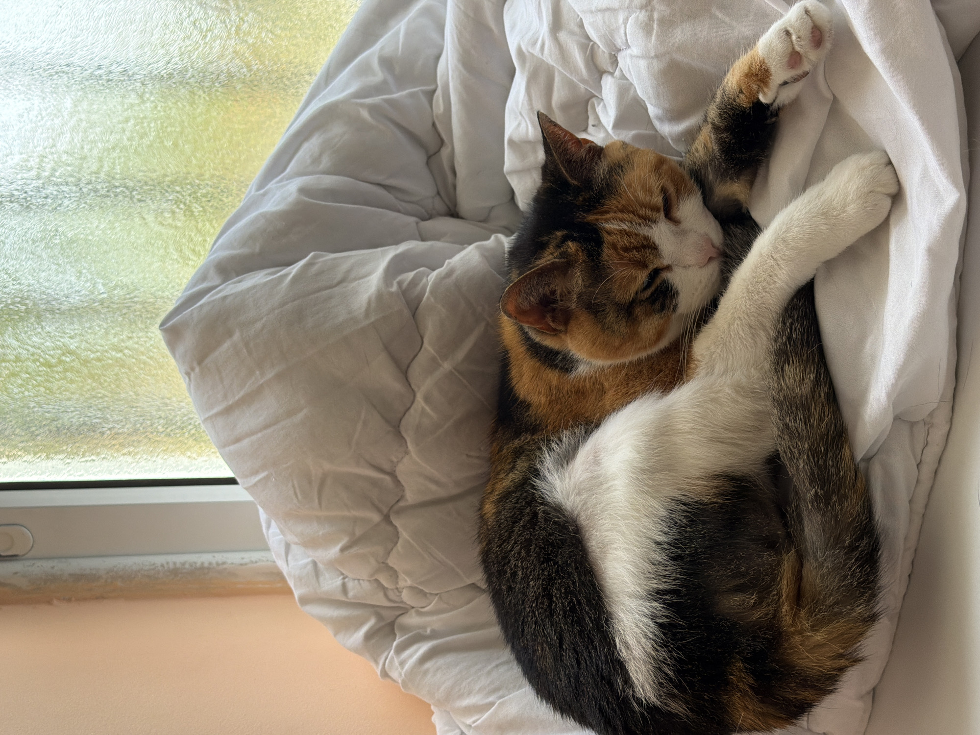 A calico cat is sleeping curled up in a pile of white bedding next to a window. The cat is predominantly orange, black, and white. Its eyes are closed and it appears relaxed. The window is partially visible, showing a blurred outdoor scene with green and yellow hues. The window frame is white, and the windowsill is a light peach color. The location cannot be determined from this image alone.