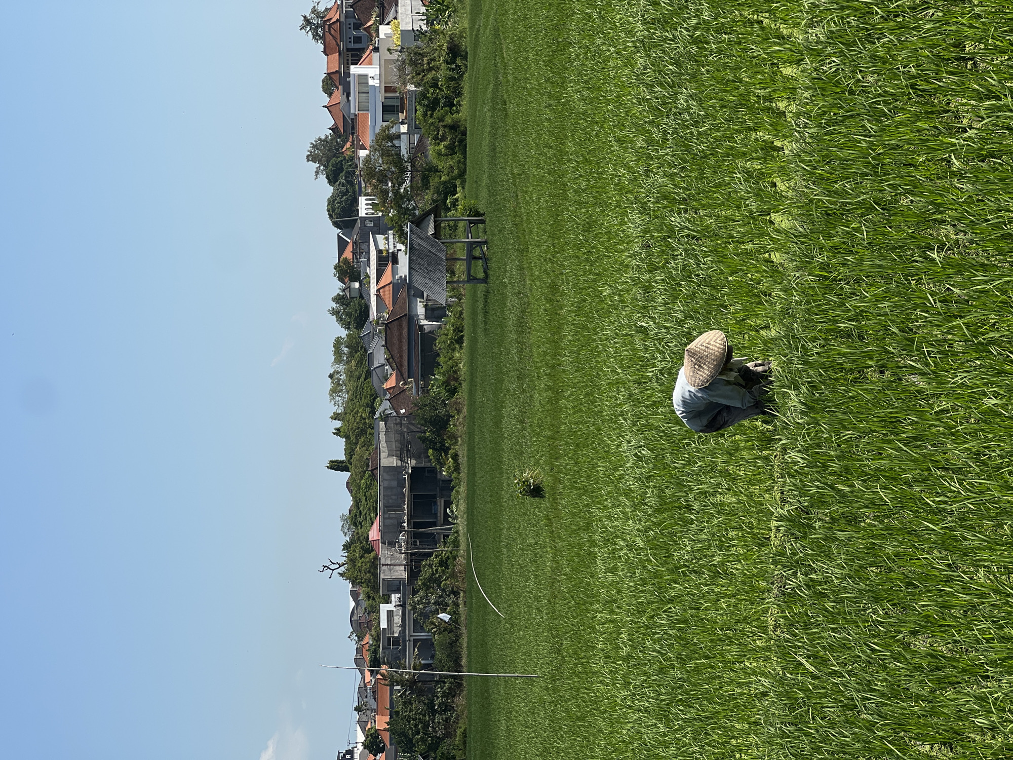 In North Kuta, Indonesia, a lone farmer, clad in a conical hat and light-colored clothing, stoops and works amidst a lush, vibrant green rice paddy under a clear blue sky. The field extends towards a distant settlement, where traditional Indonesian architecture with terracotta roofs is visible, interspersed with modern construction sites and dense foliage. A rustic wooden shelter stands in the middle ground of the paddy, and a thin white pole, possibly marking a boundary or support, stands to the left. The overall scene depicts agricultural life in a developing urban environment.