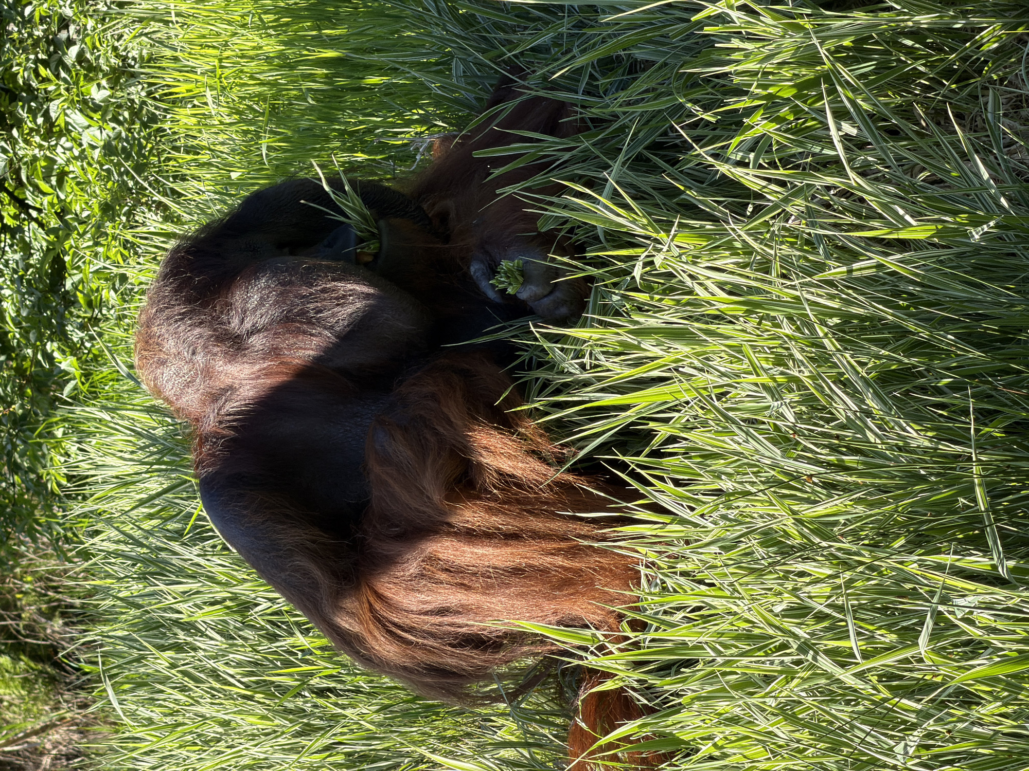 An adult orangutan is depicted amidst dense, variegated green and white striped grass, likely within Kristiansand Dyrepark in Kristiansand, Norway. The animal, characterized by its reddish-brown, shaggy fur, is positioned on the ground, partially obscured by the tall vegetation. It is actively engaged in consuming grass, with a visible clump near its mouth and another held by its left hand. Strong natural sunlight illuminates the scene from the upper right, creating bright highlights on the grass blades and the orangutan's fur, while casting shadows in other areas. Lush green foliage, indicative of trees or bushes, forms the background.