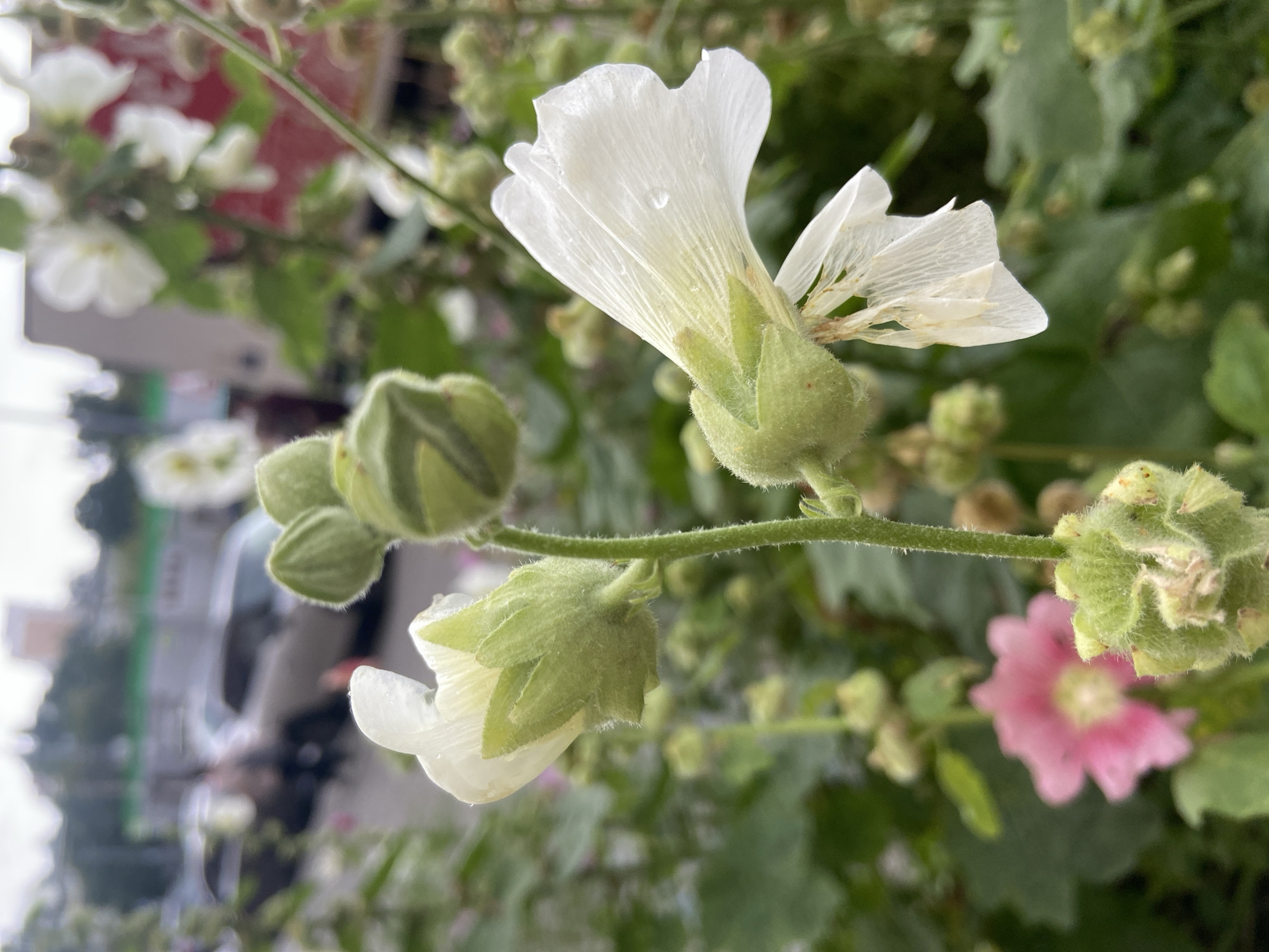 The image captures a close-up view of white hollyhock flowers and buds in the foreground, with a blurred background depicting an urban street scene. The flowers are delicate, with translucent petals and visible veins. Dewdrops are present on one of the petals, suggesting recent rain or mist. Several fuzzy green buds are also visible, some partially opened, showcasing their layered structure. In the mid-ground and background, out-of-focus elements include other flowers, greenery, buildings, and vehicles. Specifically, the background hints at cars and potentially a road, with a building visible in the distance. The lighting appears diffused, possibly indicating an overcast day. The presence of the hollyhocks suggests a garden setting or landscaping, which is common in residential areas or along streets in cities like Balashikha, Russia. The overall impression is a blend of natural beauty juxtaposed with the urban environment.