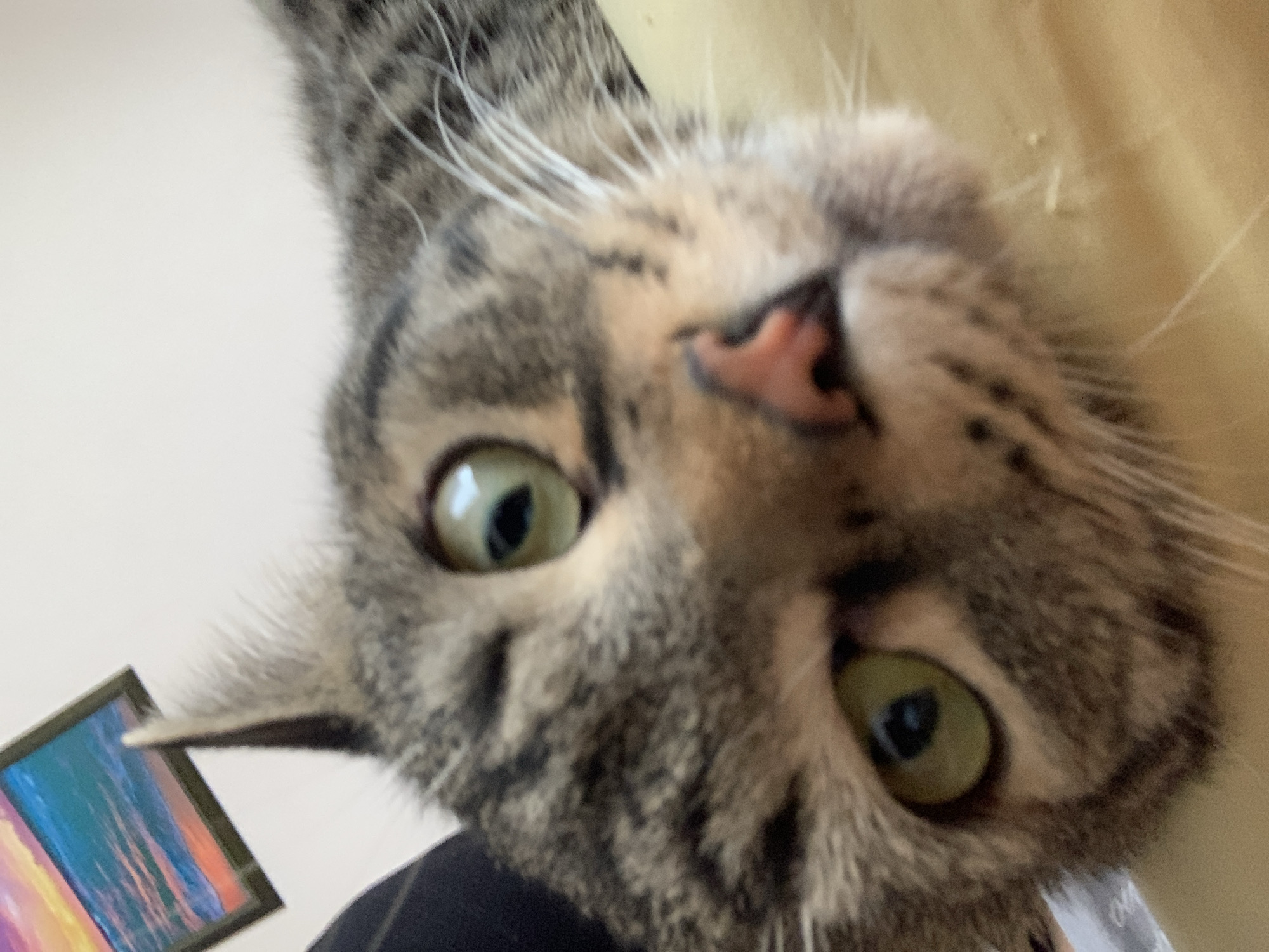 The image shows a close-up of a tabby cat's face, oriented upside down. The cat has green eyes and a pink nose. Part of a framed picture is visible in the lower left corner of the image. The background is a blurred combination of white and yellow. The location and city are unknown.
