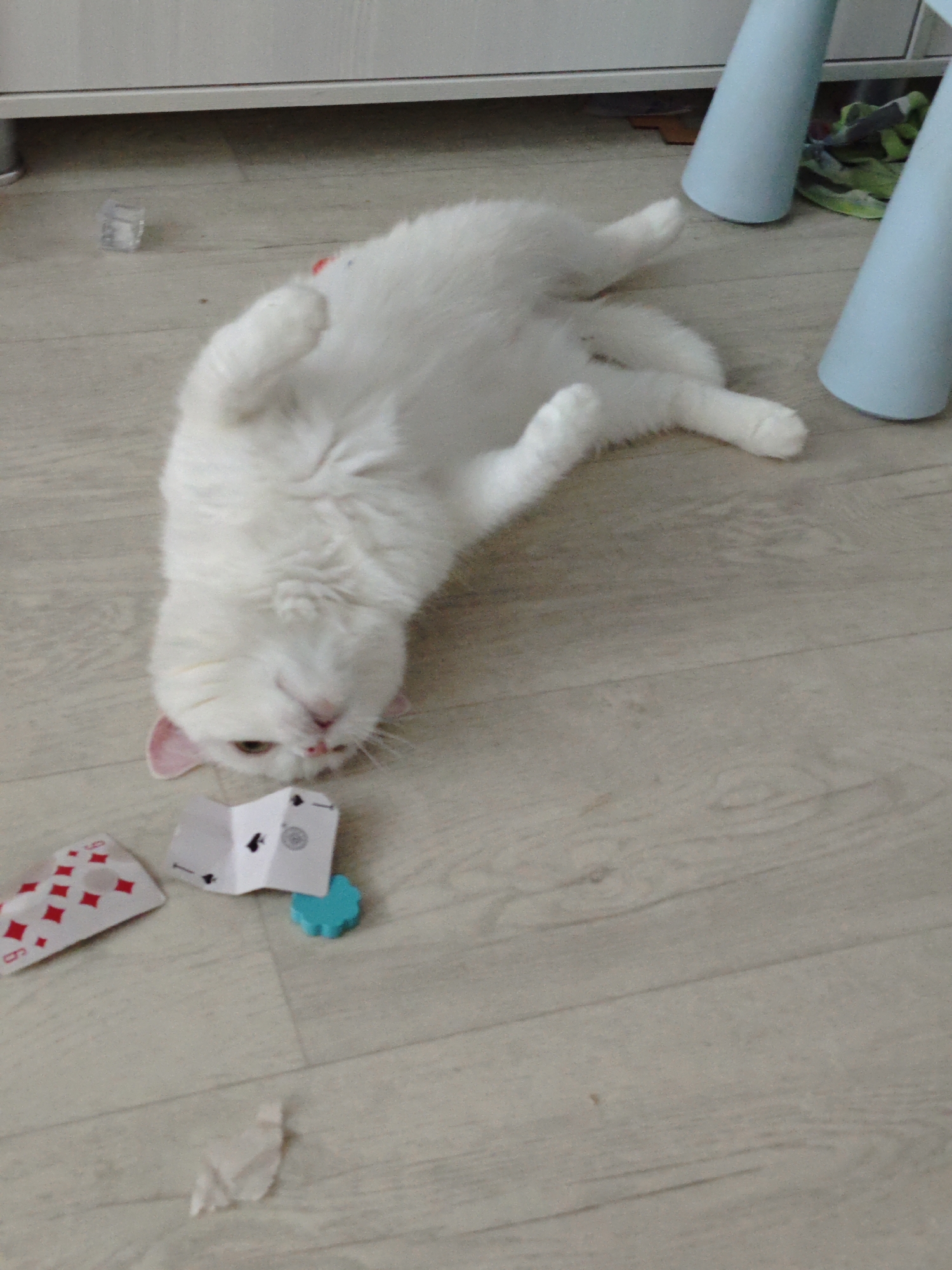 The image displays a fluffy white cat lying on its back on a light-colored wooden floor. The cat's head is upside down and tilted slightly to the left, with its mouth ajar, revealing tiny teeth. Its eyes are open, and it appears to be in a relaxed or playful state, perhaps inviting attention or a belly rub. The cat has noticeable pink inner ears and a pink nose.
Scattered around the cat on the floor are several small objects. To the lower left, there are two playing cards: one is clearly identifiable as a 9 of diamonds, displaying the number "9" and red diamond symbols. The other card is partially folded and shows a black spade symbol. Adjacent to these cards is a small, turquoise, flower-shaped or star-shaped object. Further down, a crumpled piece of white paper or tissue is visible. In the upper left portion of the image, a small, clear, cube-like object, possibly a toy or an ice cube, rests on the floor.
In the background, the bottom edge of a white piece of furniture or cabinetry is visible across the top. To the right, two light blue, cylindrical furniture legs, likely from a table or chair, extend downwards. A crumpled green cloth is partially visible underneath these legs. The floor throughout the scene is composed of light-toned wooden planks. The lighting suggests an indoor setting. The scene captures a moment of domestic tranquility and playfulness in Markovskii, Russia.