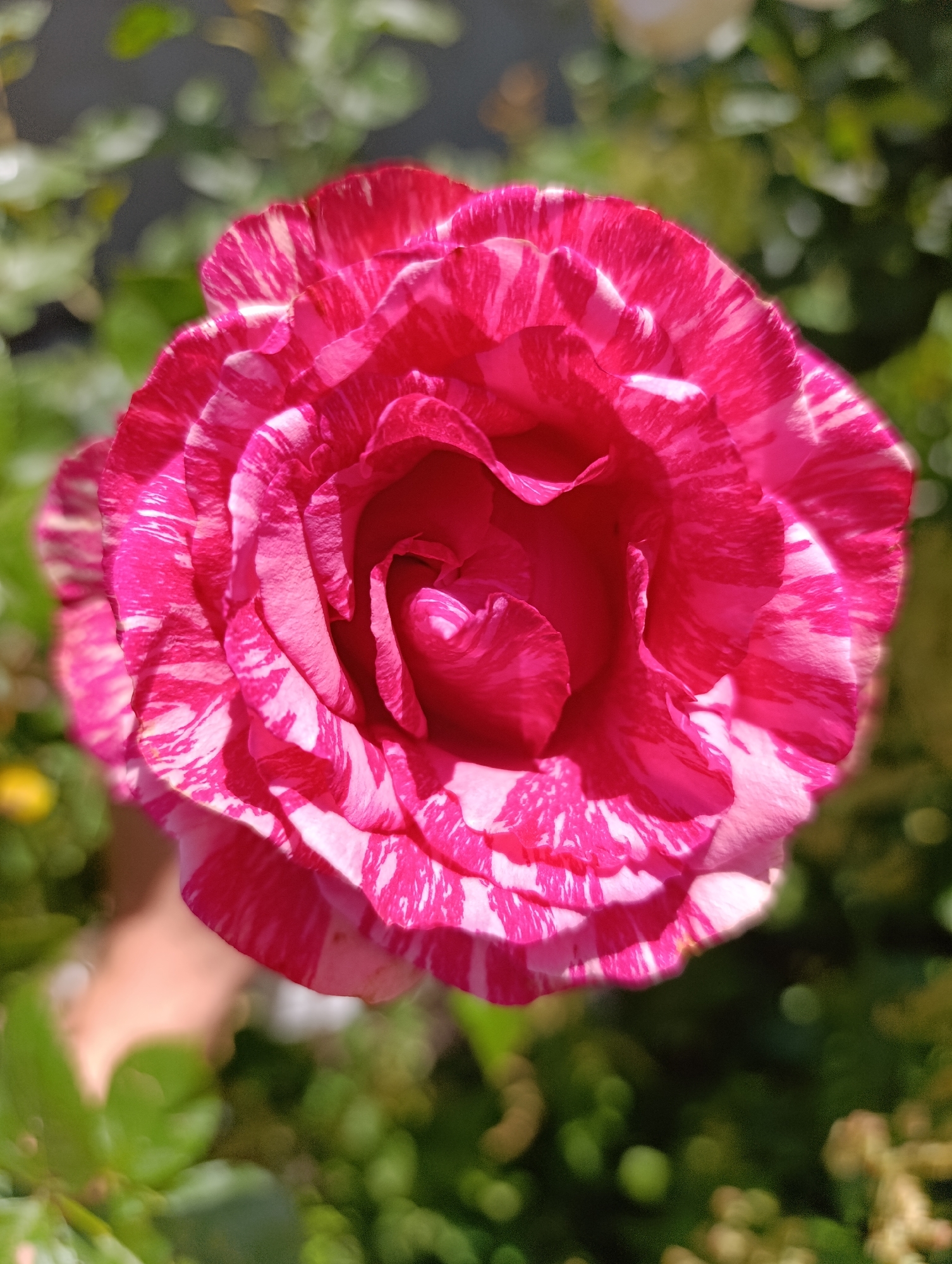 A close-up, top-down view captures a vibrant, striped rose in bloom. The petals display a striking pattern of deep pink and white stripes, with some petals slightly curled. The background consists of softly blurred green foliage, suggesting an outdoor garden setting. A hand, partially visible at the bottom left, is gently supporting the rose. The image appears to be taken during daylight, as indicated by the bright illumination and defined shadows. There is no discernible location information within the image to pinpoint it to Simferopol, Ukraine.