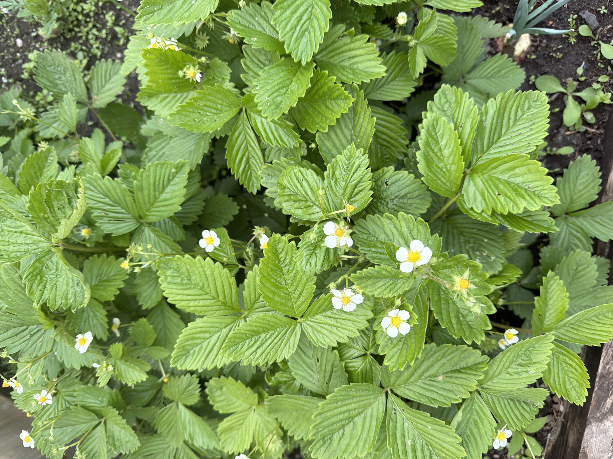 The image shows a patch of strawberry plants with bright green leaves and small white flowers, growing outdoors in soil. The plants appear healthy and thriving. Some small weeds or other plants are visible in the surrounding soil. The scene suggests a garden setting, possibly in a backyard or community garden.