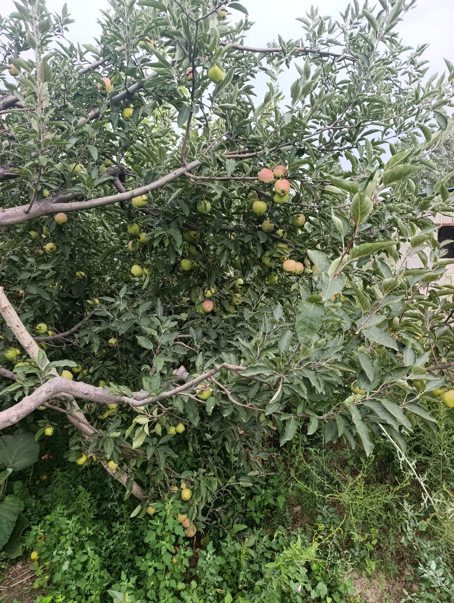 In a bountiful apple orchard in Amanbaev, Kyrgyzstan, an apple tree laden with fruit stands as the central subject. The tree's branches, some thick and weathered, others slender and covered in leaves, create a dense canopy. Numerous apples, in varying shades of green and blush, hang from the branches, some clustered together, others solitary. The ground beneath the tree is carpeted with lush green vegetation, hinting at the fertile soil of the region. The overcast sky suggests a temperate day, conducive to the growth and ripening of the fruit. The overall scene depicts a picturesque and productive agricultural landscape.