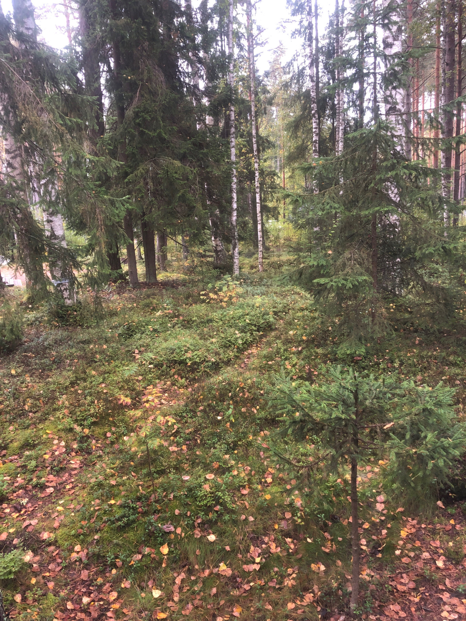 The image depicts a dense forest scene with a mix of coniferous and deciduous trees. The ground is covered in a carpet of fallen autumn leaves in shades of brown and orange, interspersed with green moss and low-lying vegetation. A few small evergreen saplings are visible, with a larger evergreen tree dominating the foreground. The overall impression is one of a natural, undisturbed forest environment, characteristic of the Siberian taiga. The location is identified as the city of Arfa, Russia. No people or animals are present in the image. The lighting suggests an overcast day, casting a soft, diffused light throughout the forest. The trees are tall and imposing, with some showing evidence of age and weathering. The undergrowth is thick, indicating a healthy and thriving ecosystem. The image captures the essence of a Russian forest in autumn.