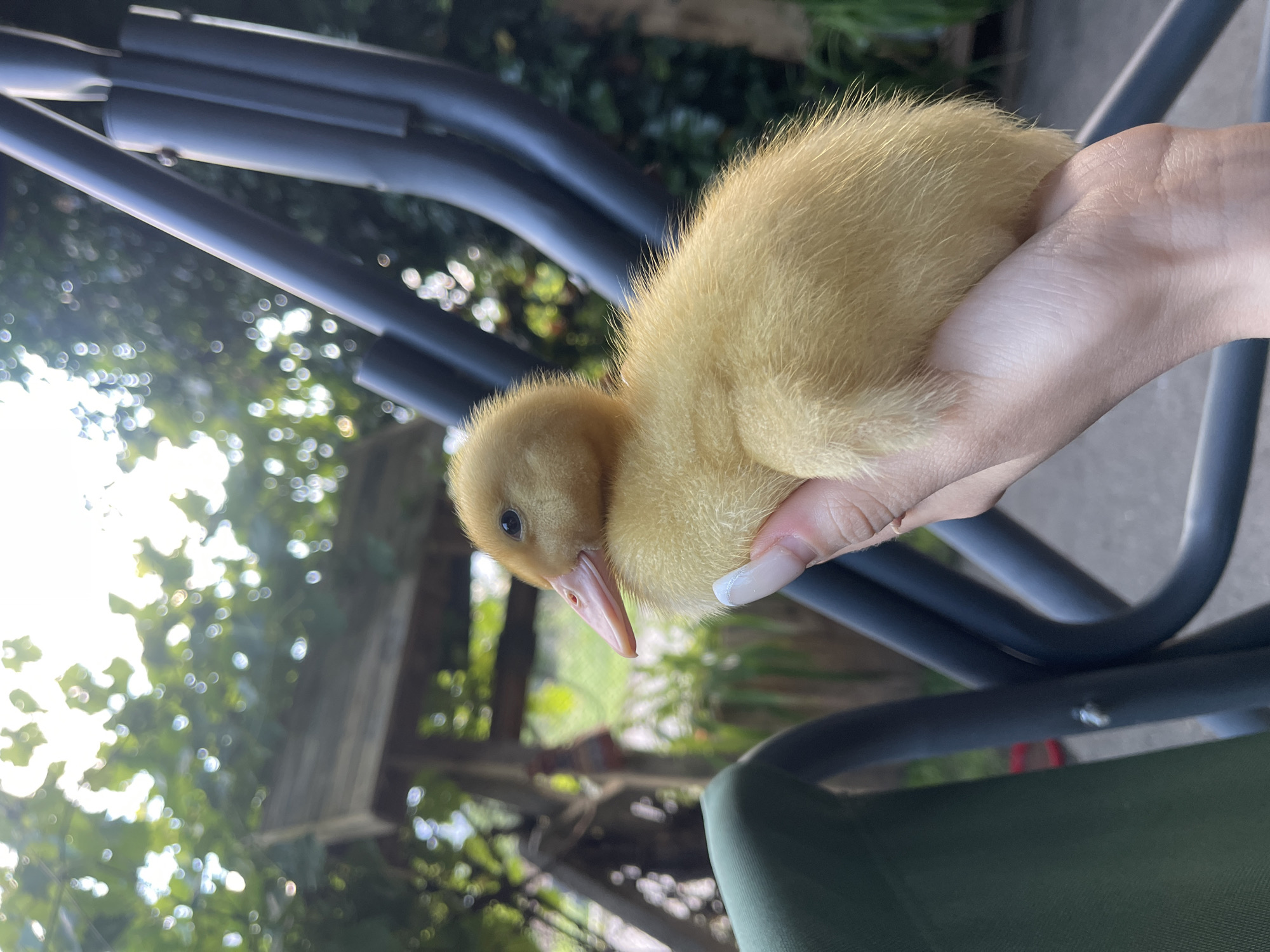A person's hand gently holds a fluffy yellow duckling. The duckling is facing left, with its beak slightly open. The hand has neatly manicured nails with a light-colored polish. In the background, blurred greenery and the dark frame of a swing set are visible. The setting appears to be outdoors.