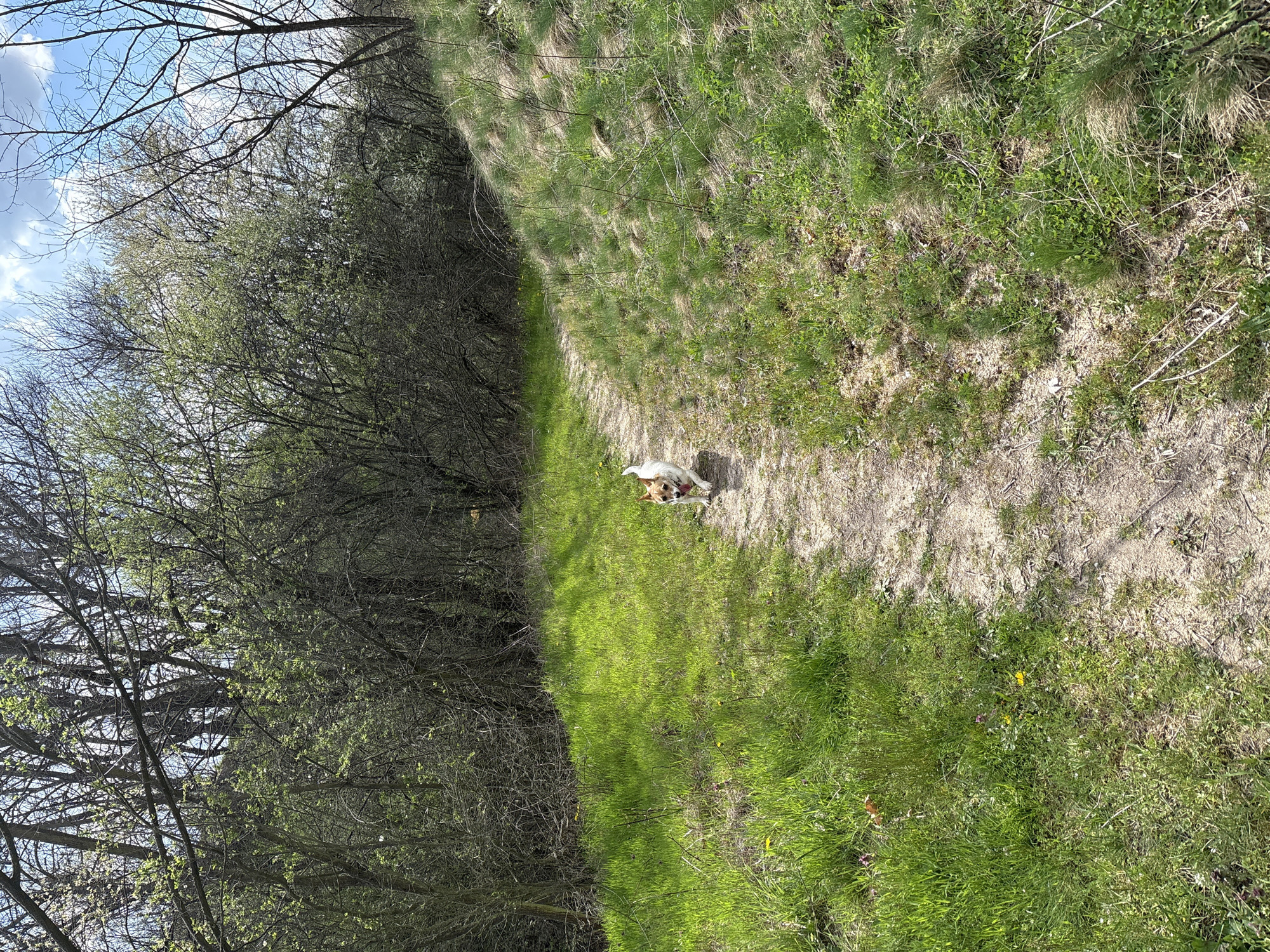 A daytime shot in Panagyurishte, Bulgaria, depicts a dirt path bordered by grassy areas and trees on the left side. A small, light-colored dog is running on the path. Bare tree branches are visible against a blue sky with some clouds in the upper-left corner. The environment suggests a park or rural setting.