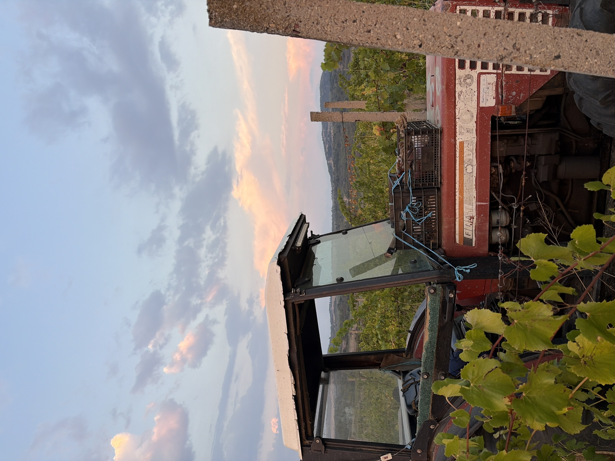 This is a medium shot, eye-level, outdoor photograph of a red and white tractor parked in a vineyard at dusk. The sky is a mix of light blue and pale pink, with scattered clouds. The tractor is weathered and appears to be in use, with a crate of harvested produce strapped to its roof. In the foreground, green grapevines obscure parts of the tractor. The background consists of rolling hills covered in vegetation. A concrete pillar is visible in the far right of the frame. The image was taken in the city of Karnalovo, Bulgaria.