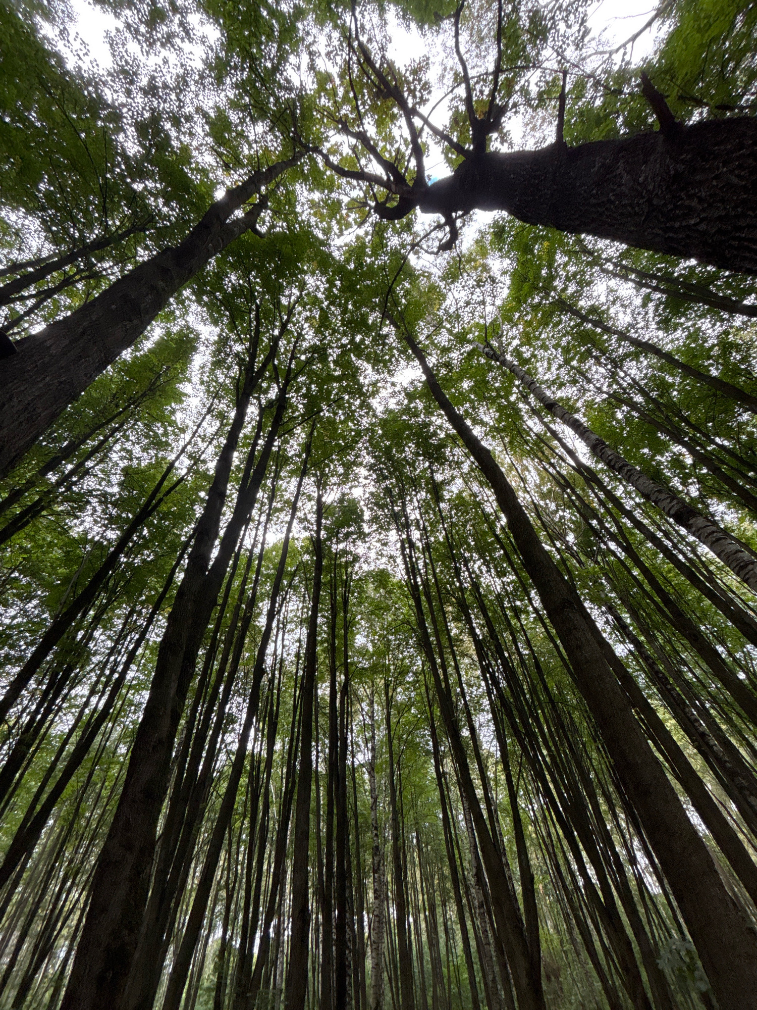 The image is a low-angle, wide shot looking up through a dense forest canopy. Tall, slender trees with dark bark and lush green leaves dominate the frame, their branches reaching towards the bright, overcast sky. The perspective creates a tunnel-like effect, emphasizing the height and density of the forest. There are no people or animals visible. The environment appears to be a natural woodland, potentially a park or forest area within or on the outskirts of Yaroslavl, Russia, given the context provided. The lighting suggests it is daytime, but the sky is uniformly bright, indicating diffused light, possibly due to cloud cover or the time of day. The scene conveys a sense of immersion in nature, with the towering trees creating a feeling of being small in comparison to the natural world.