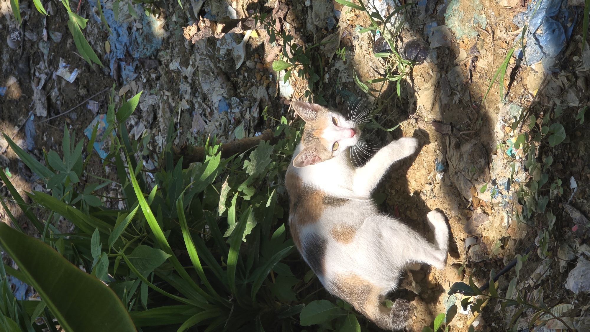 A cat lies on its back in a sunny, debris-strewn patch of ground interspersed with grass and leafy plants. The cat is predominantly white with patches of tan and gray. The ground is a mix of dirt, dry leaves, small pieces of trash, and small green plants. The area is dappled with sunlight and shadows.
The location is Lhokseumawe, Indonesia.