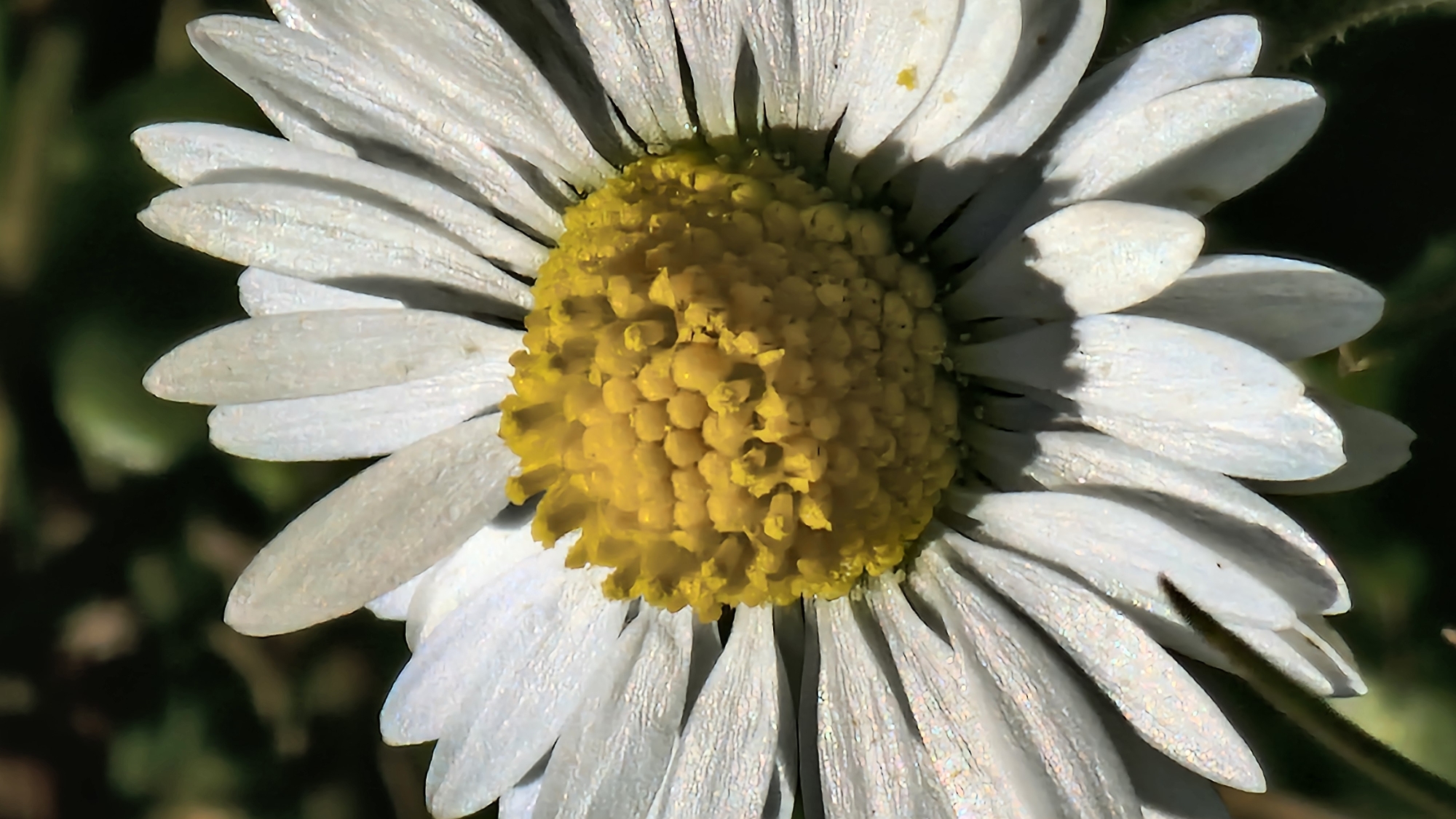 A close-up photograph shows a single daisy flower in sharp focus. The flower has numerous white petals radiating from a dense, bright yellow center. The petals appear slightly translucent with subtle shadows adding dimension. The center is composed of tightly packed, small yellow structures. The background is blurred and dark, suggesting foliage. There is no indication of the image location being in Lincoln, United Kingdom, or any other urban setting.