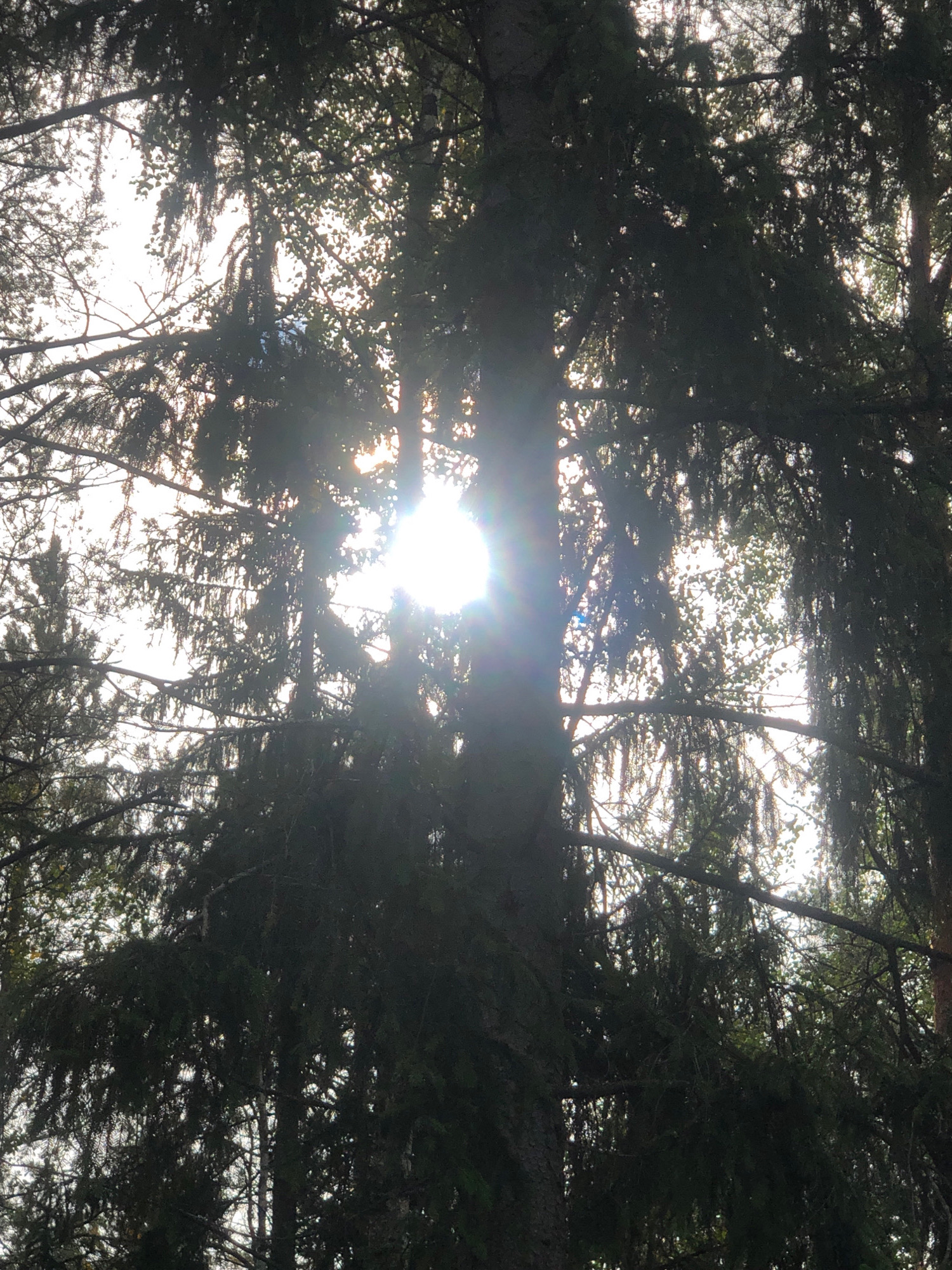 The image shows a view looking up through the branches of dense coniferous trees. Sunlight filters through the foliage, creating a dappled effect and some lens flare. The overall impression is one of looking up into a forest canopy. There are no people or man-made structures visible. The location of Arfa, Russia, is not discernible from the image itself.