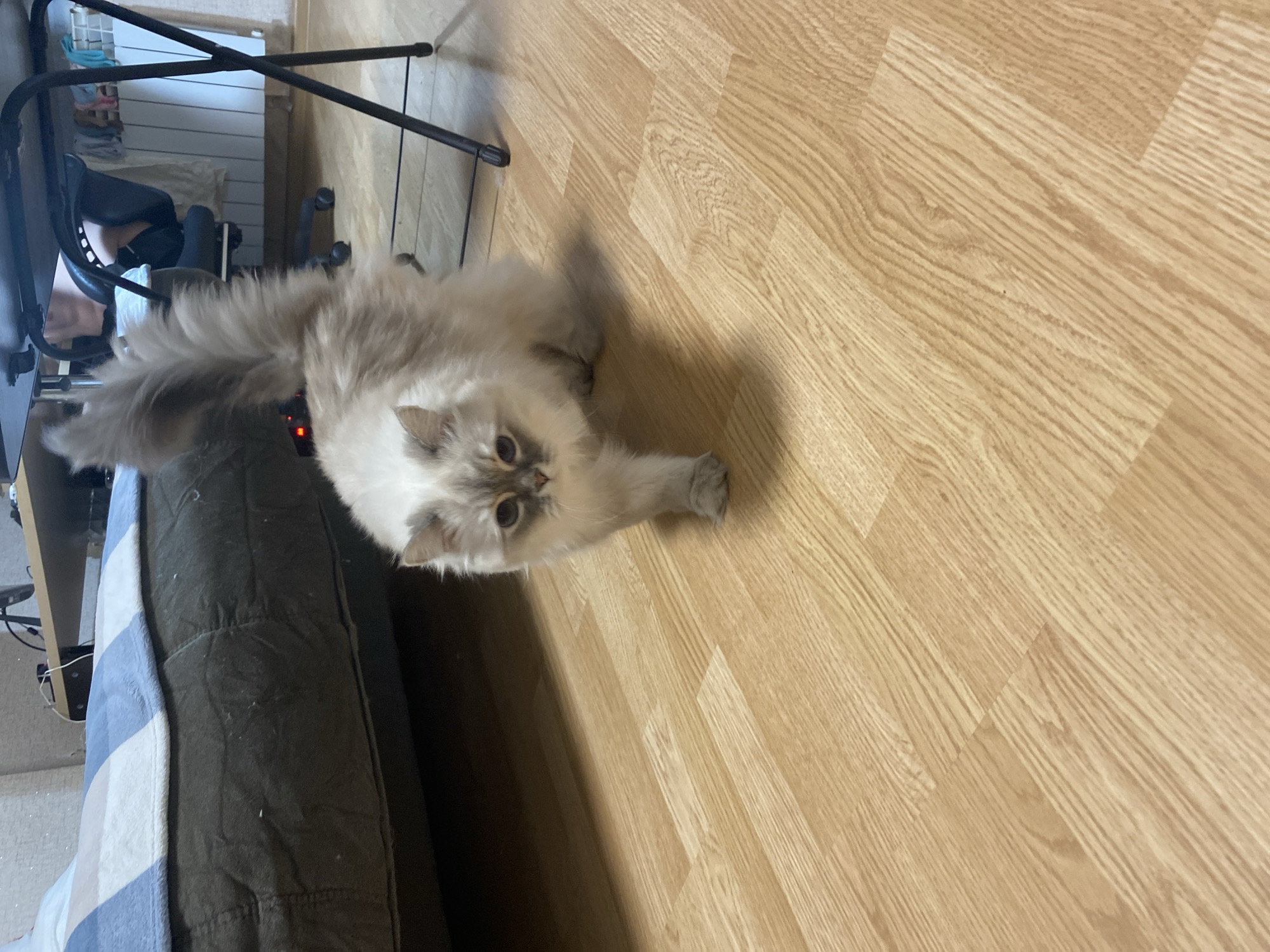 A medium shot depicts a light-colored cat with a long, fluffy tail laying on its side on a light brown wood-look floor. The cat's head is turned toward the camera. Part of a gray-green sofa with a light blue and white striped blanket is in the lower left of the frame. A black office chair with rollers is partially visible in the top left corner. The location appears to be an interior residential space.
