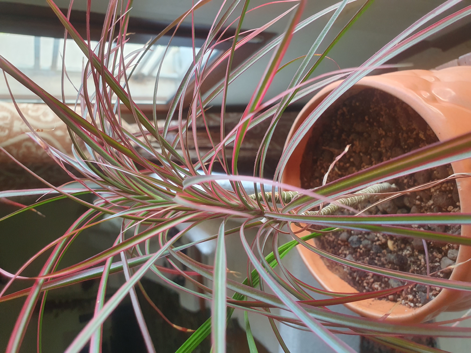 A close-up shot focuses on the slender, strap-like leaves of a potted plant, likely a Dracaena marginata, indoors. The leaves display a striking color variation, featuring green centers with prominent red edges and streaks. The plant's stem, visible in the lower right, has a segmented, striped appearance. It sits in an orange, ceramic pot filled with dark soil and small pebbles. The background is softly blurred, showing hints of a window with blinds and a patterned curtain, suggesting an indoor setting. The lighting appears to be natural, coming from the window. There are no people or animals present in the image. The scene is static and undisturbed. The specific location within the city of Shiraz, Iran, cannot be determined from the visual information provided in the image.