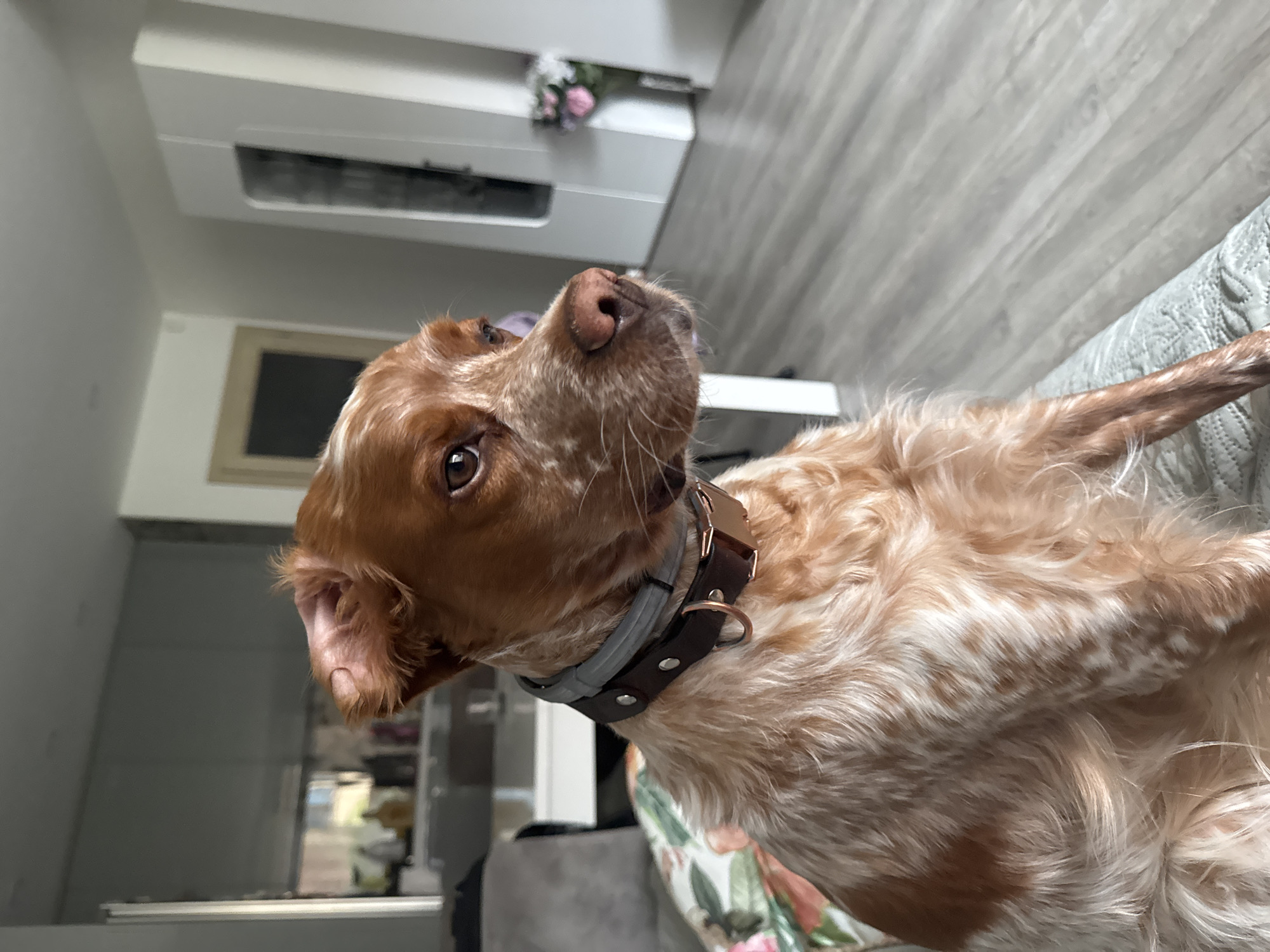 A close-up shot features a brown and white Brittany Spaniel dog. The dog is wearing a collar with a brown leather strap and a grey padding. The dog is looking upwards to the left. The background includes an interior space, possibly a living room. A white cabinet with a floral arrangement on top is visible in the upper portion of the frame. The floor appears to be light grey wood. A light gray couch with a floral pattern is partially visible. There are no people in the shot. The location is undetermined and not necessarily Sofia, Bulgaria.