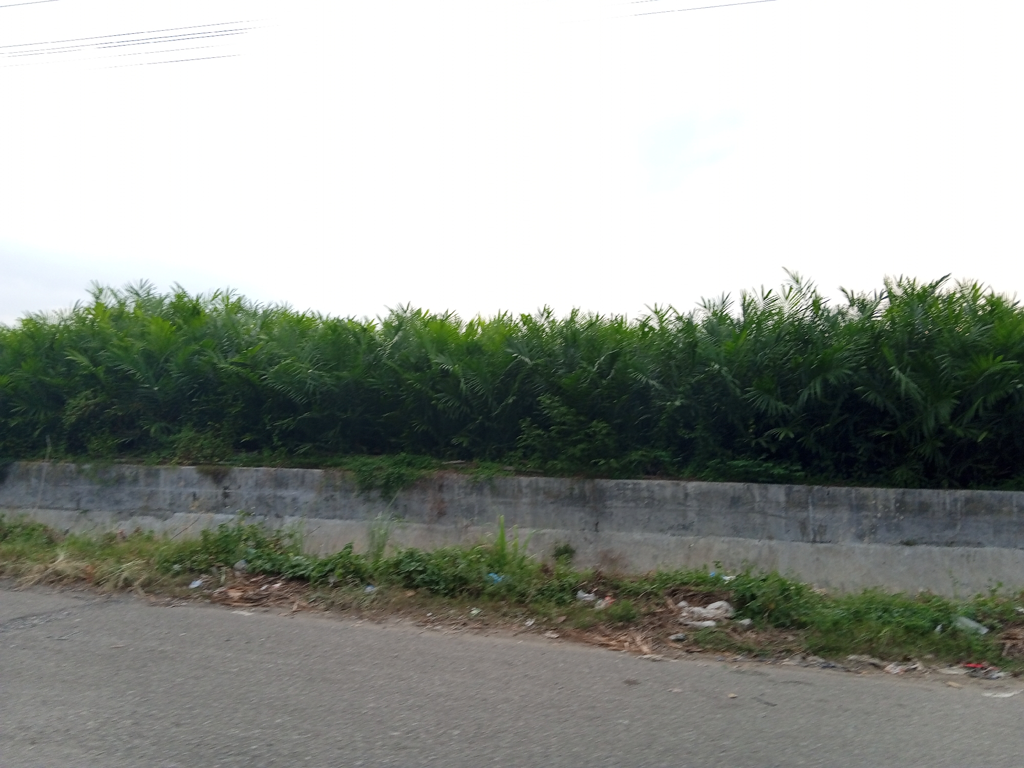 The image shows a view of a road in Geulangganggampong, Indonesia. A concrete retaining wall runs along the roadside, topped with dense green vegetation resembling ferns or shrubs. There's sparse ground cover and scattered litter along the base of the wall and at the edge of the road. Overhead power lines are visible against the pale sky.