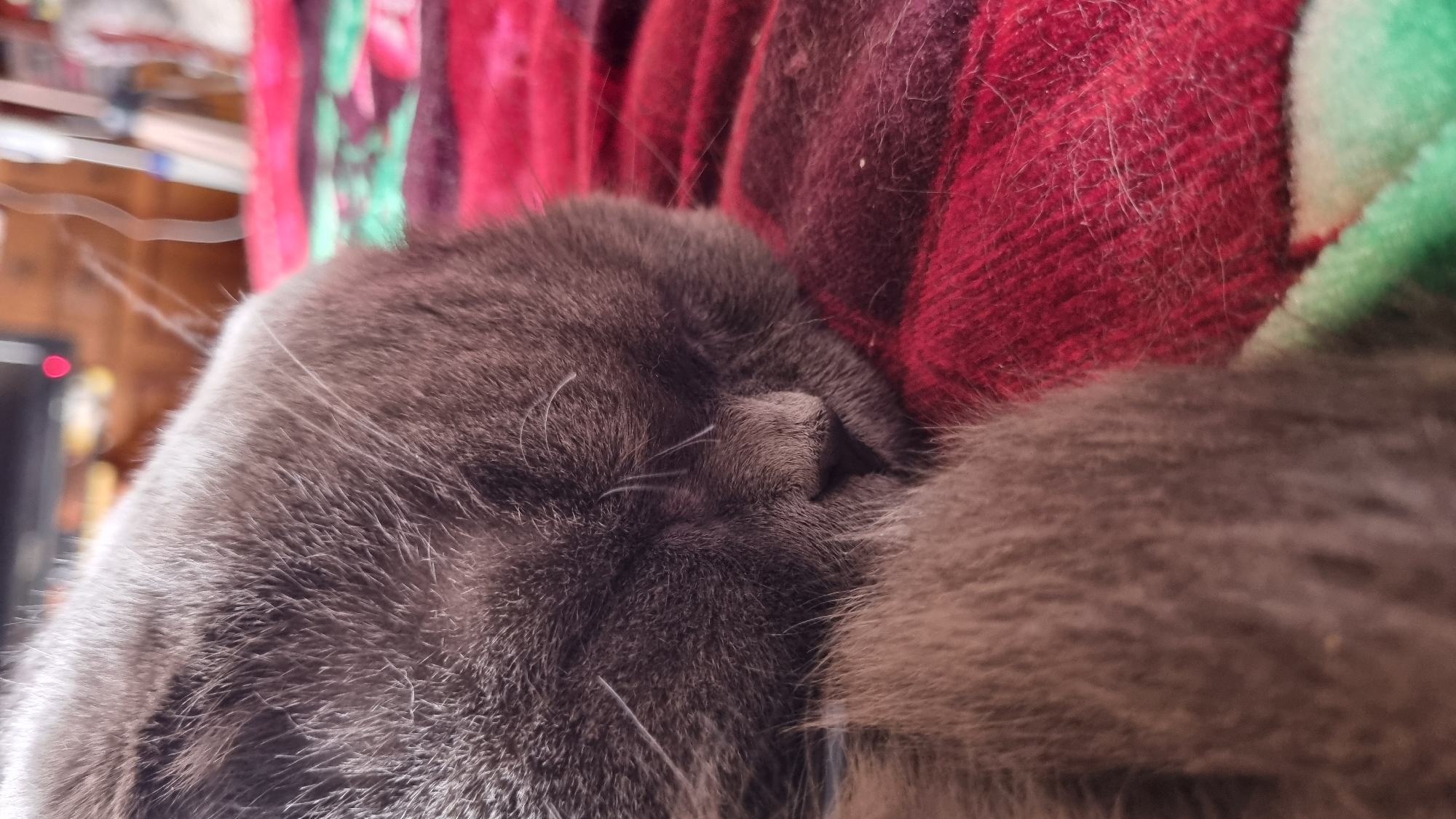 A close-up, low-angle shot captures a sleeping gray cat nestled on a red, fuzzy blanket. The cat's face is turned away from the camera, its eyes closed and its nose slightly visible. The blanket has a pattern of red and green stripes. In the blurred background, a piece of furniture and what appears to be a shelf with items are visible. The scene is indoors, suggesting a domestic setting.