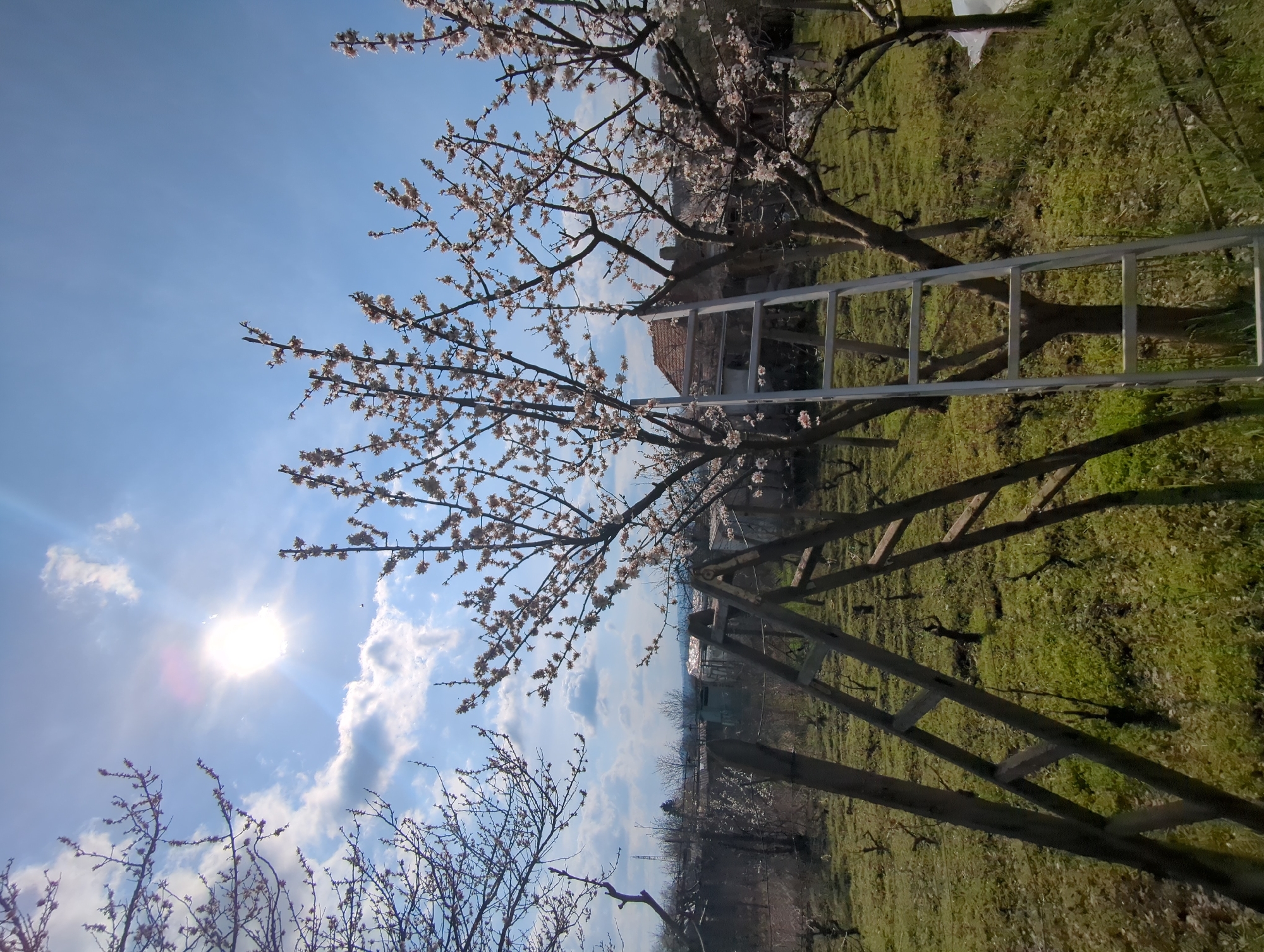 The image shows an orchard in bloom, presumably in Razgrad, Bulgaria. The foreground features trees with white blossoms against a blue sky with scattered clouds. A silver ladder leans against one of the trees. The ground is covered in green grass. In the background, there is a house and a distant view of the city. The image appears to have been rotated.