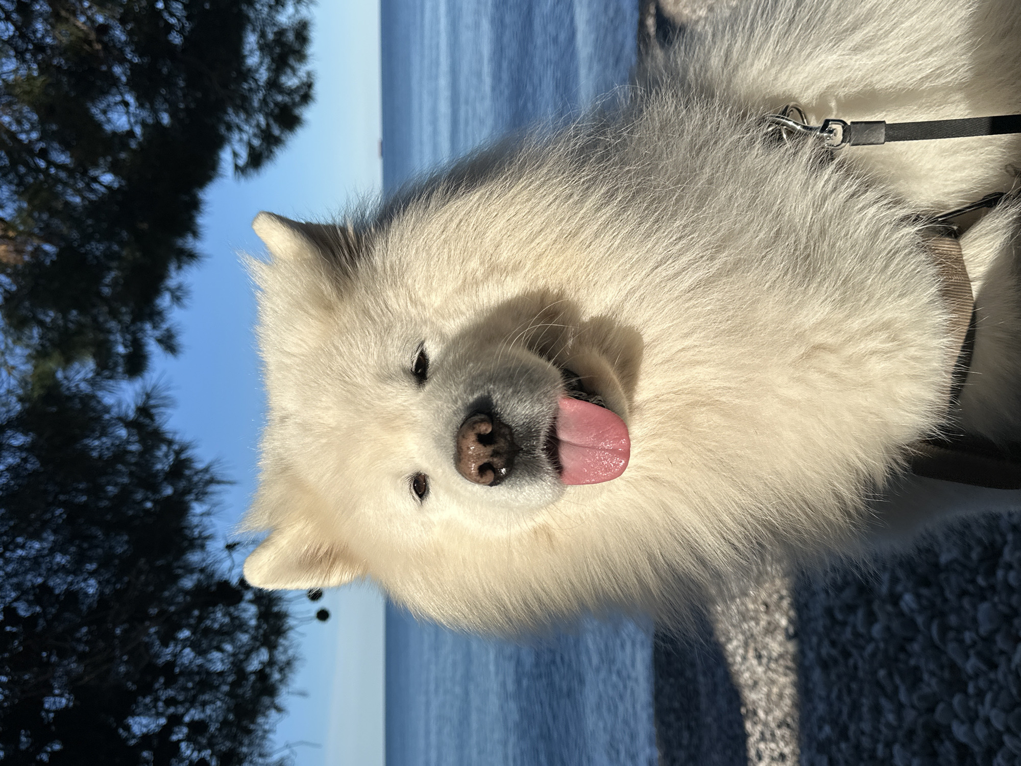 A close-up shot shows a fluffy white dog with its tongue out, likely a Samoyed or similar breed. It wears a harness and leash. In the background, blurred, is the blue Adriatic Sea. To the left is a dark tree with black branches against the pale blue sky. The ground is a mix of pebbles. The location is likely Šušanj, Montenegro, as requested.