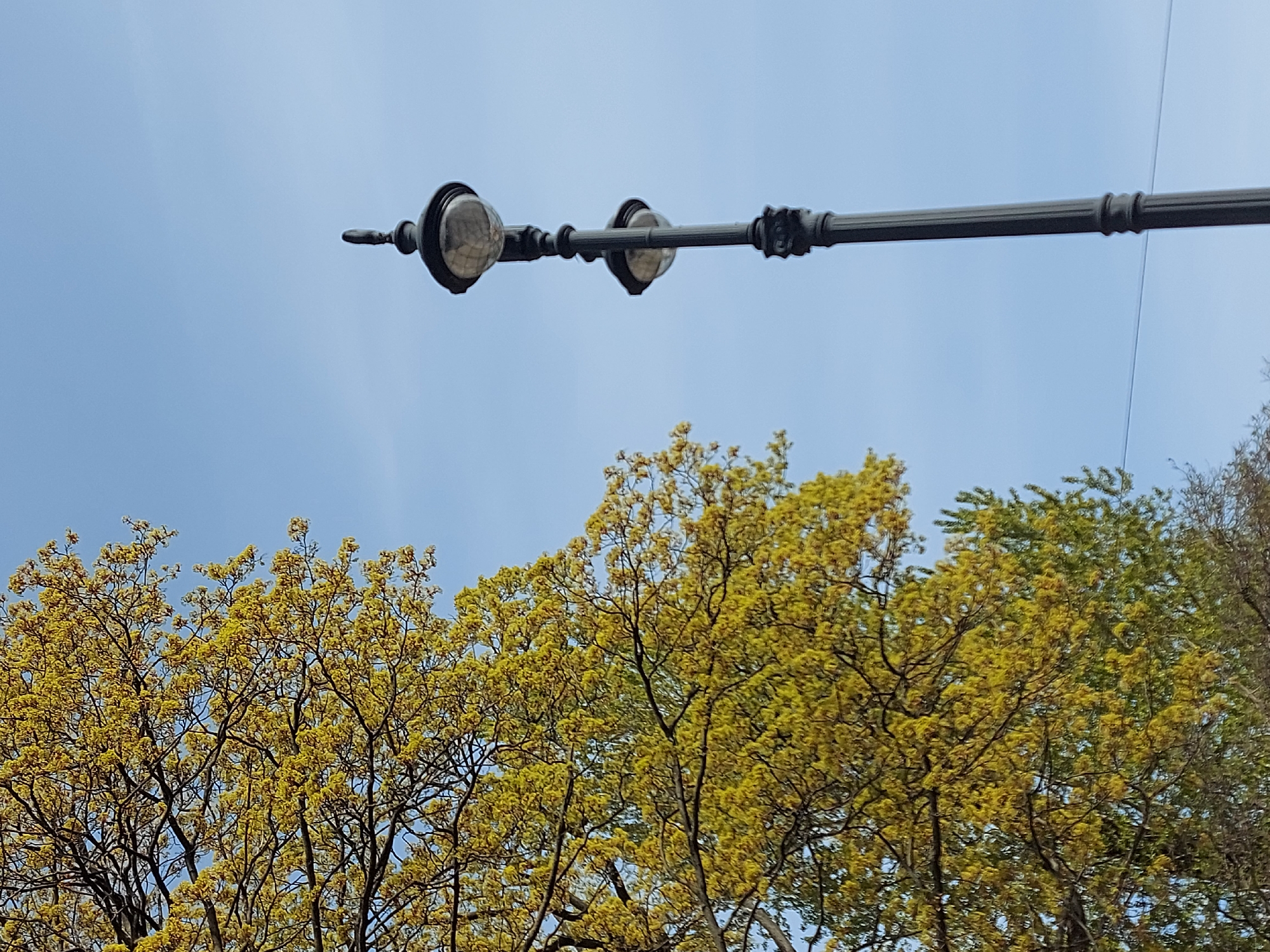 The image depicts a segment of a street lamp against a blue sky, with tree branches and foliage in the foreground. The lamp is black, with glass orbs enclosing the light sources. The trees display a mix of green and yellowish foliage, suggesting either early spring or autumn. The scene is likely in Saint Petersburg, Russia, as the style of street lamps is common in that city. There are no people visible in the image. The street lamp is the primary object of interest, and the trees provide environmental context. There is a power line running just above and across the lamp, slightly visible.