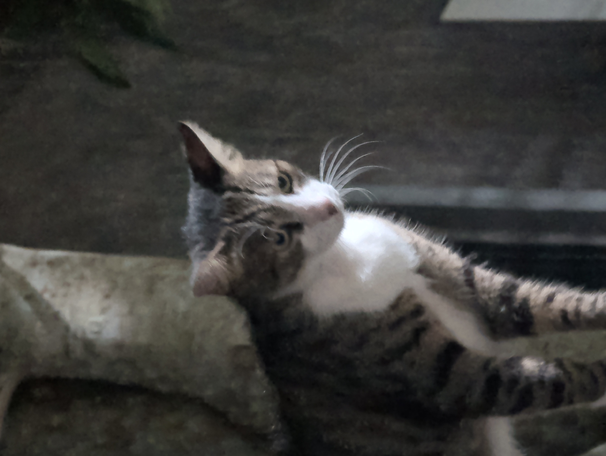 In ตำบลเกาะพะงัน, Thailand, a medium-sized cat with a white chest and tabby markings is angled upward with its head turned to the left. The cat is on a grey surface. The background is blurred, but appears to be a rough concrete wall. A green plant is partially visible at the top left of the frame.