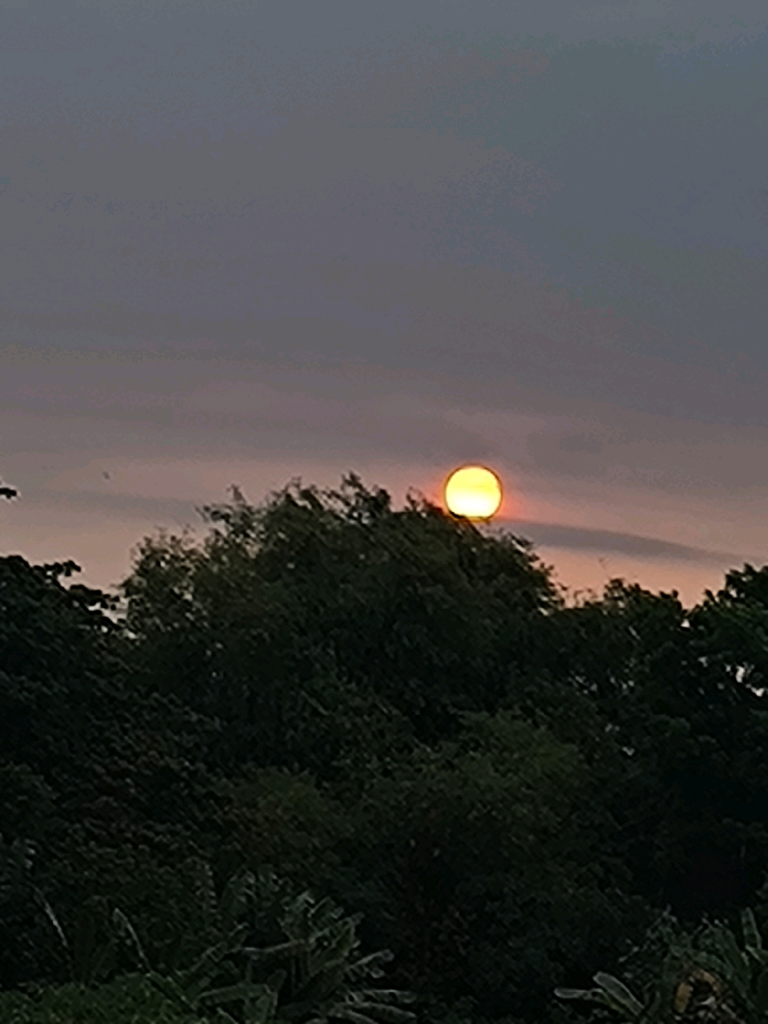 The image shows a sunset with the sun partially obscured by trees. The sky is a gradient of grays and purples, with a bright orange sun in the center right of the frame. The trees in the foreground are dark green and appear to be a dense forest. The image is taken from a low angle, looking up at the sun. There are no people or structures visible in the image.