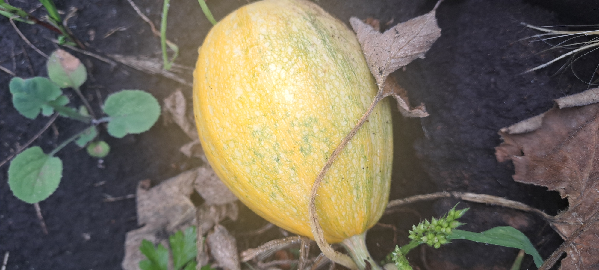 An oblong, yellow squash with green stripes rests on dark soil, surrounded by dried leaves and green sprouts. A thin vine wraps around the squash. The scene appears to be outdoors in a garden setting.