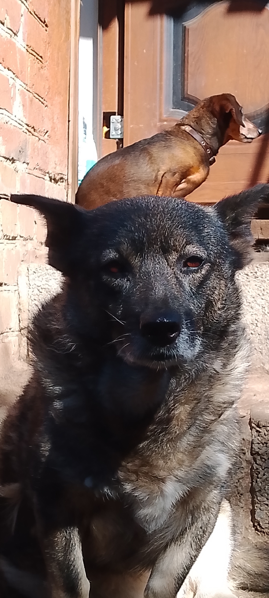 A close-up, head-on shot features a black and gray German Shepherd-like dog with its ears perked, looking directly at the camera. The dog's eyes are open with a reddish glow, and its snout is dark with visible white whiskers. Behind the primary subject, a brown Dachshund with a dark collar is visible, looking to the right. The setting appears to be outdoors, with a brick wall on the left and a brown wooden doorframe on the right. The dogs are positioned on outdoor steps, possibly in a courtyard or on a porch. Sunlight casts shadows across the scene, indicating a bright day. The environment is consistent with an urban residential area, potentially in Belgorod, Russia, given the provided context.